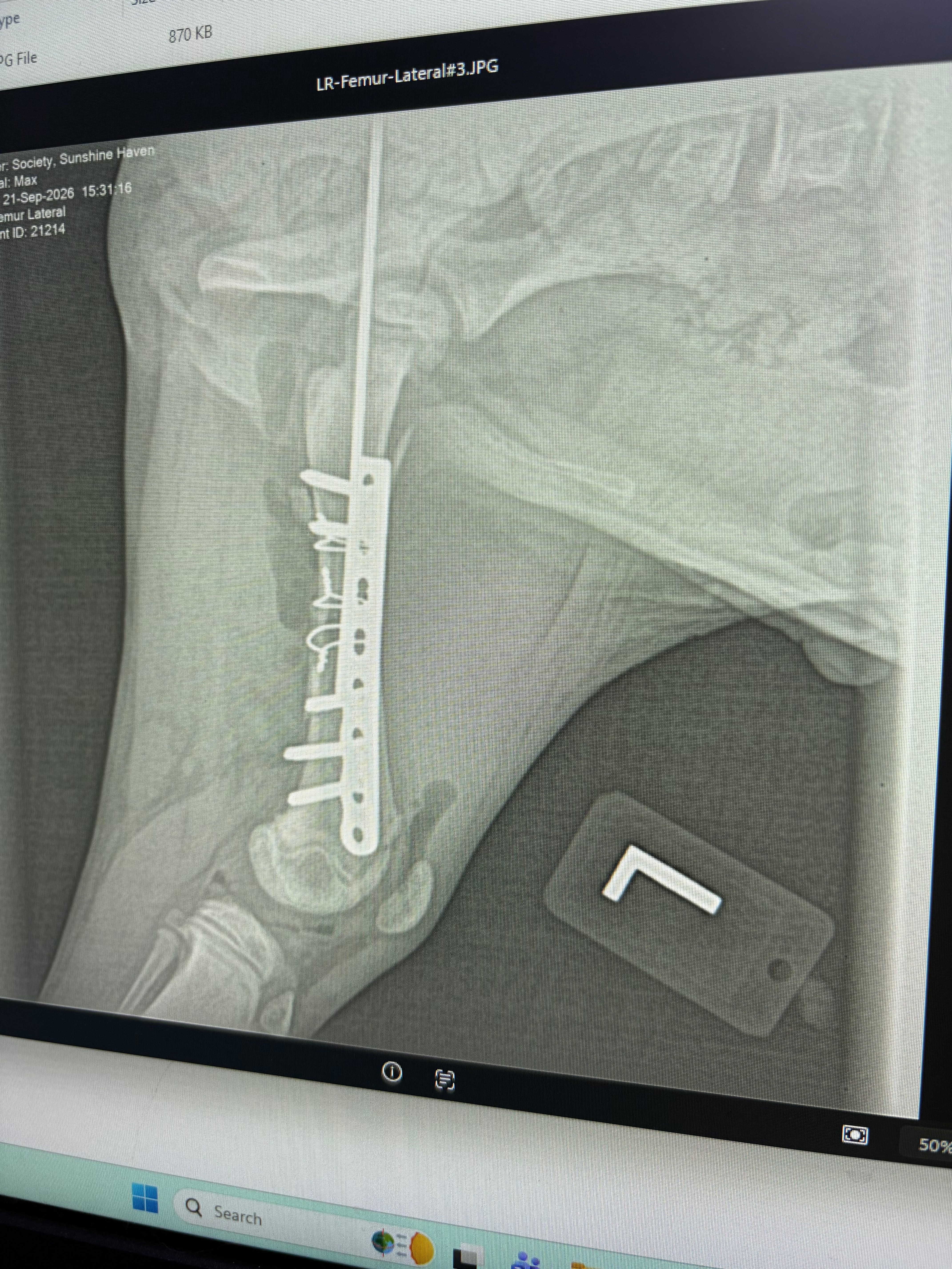 Help 3 month old Max. Emergency Femur surgery for foster pup campaign photo, 6 of 10
