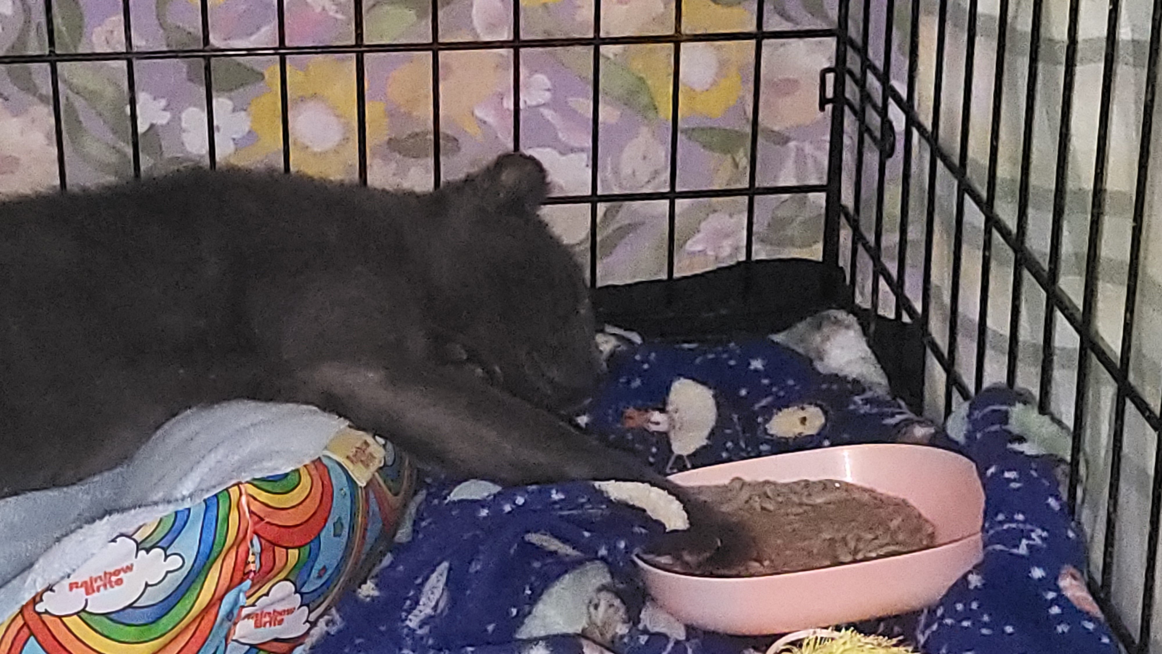 Help Raggedy Andy Get Vet Care campaign photo, 2 of 4