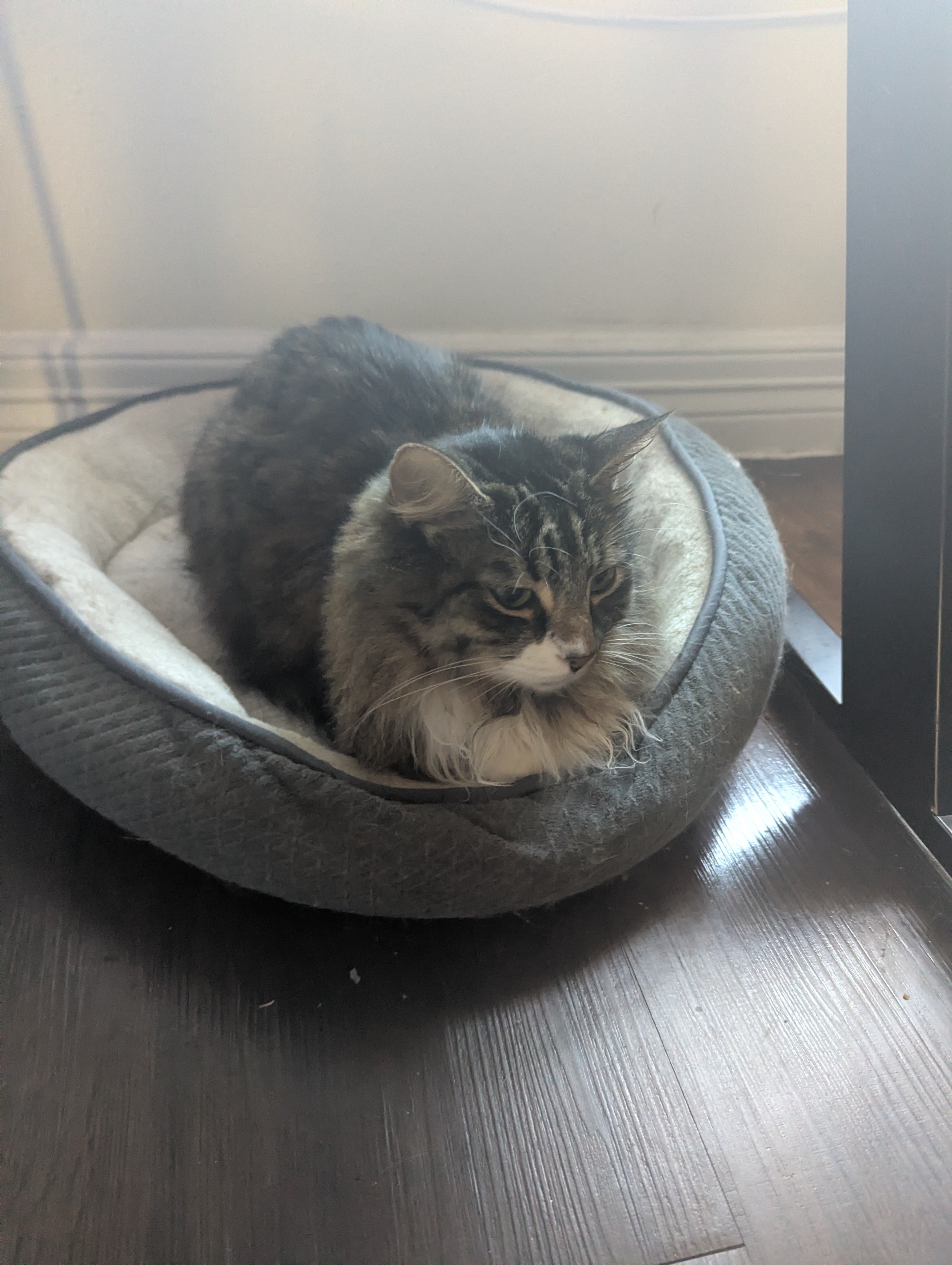 Fundraiser by Reed Dungan : Help Nugget With ER Vet Bills
