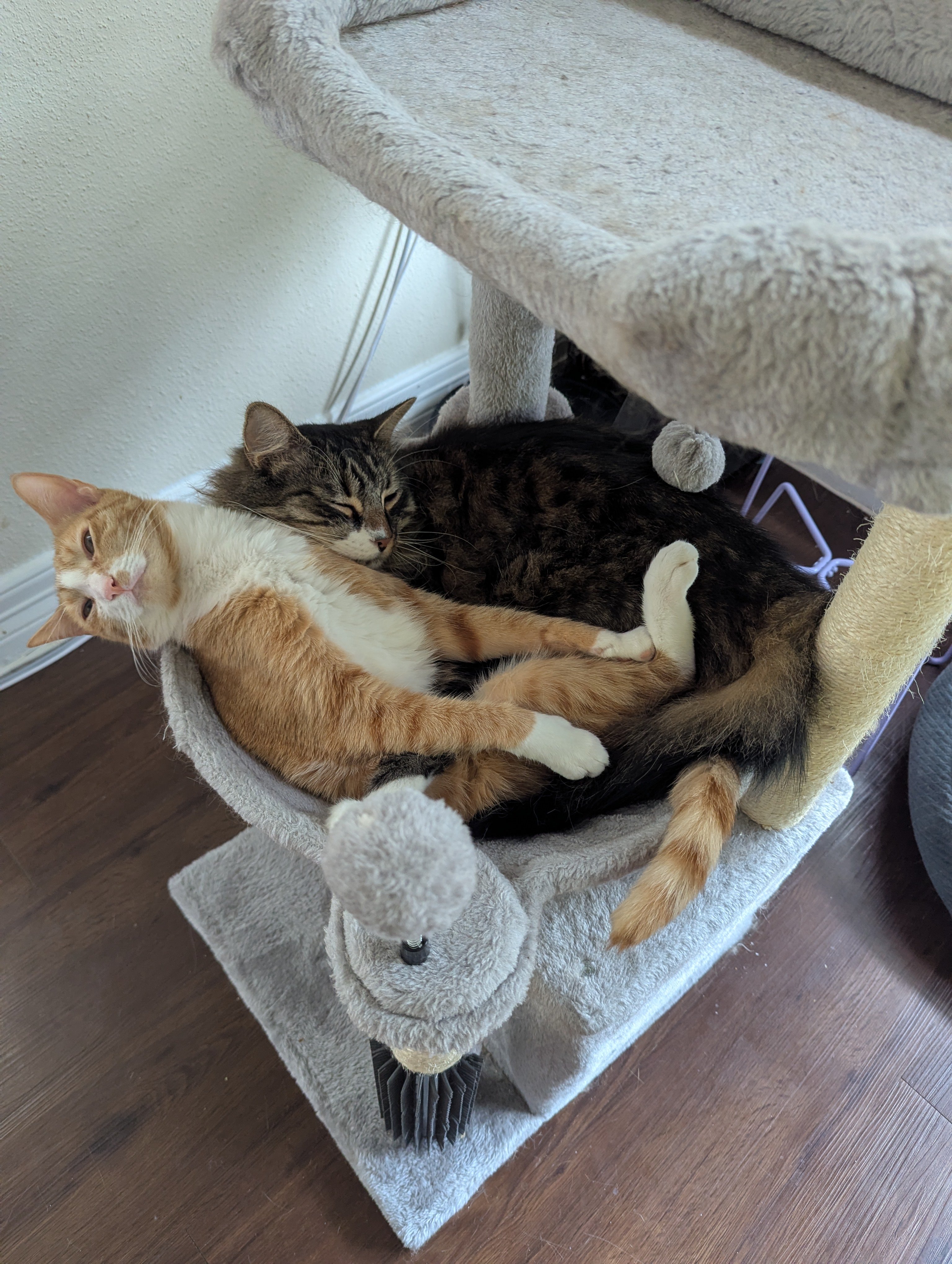 Fundraiser by Reed Dungan : Help Nugget With ER Vet Bills