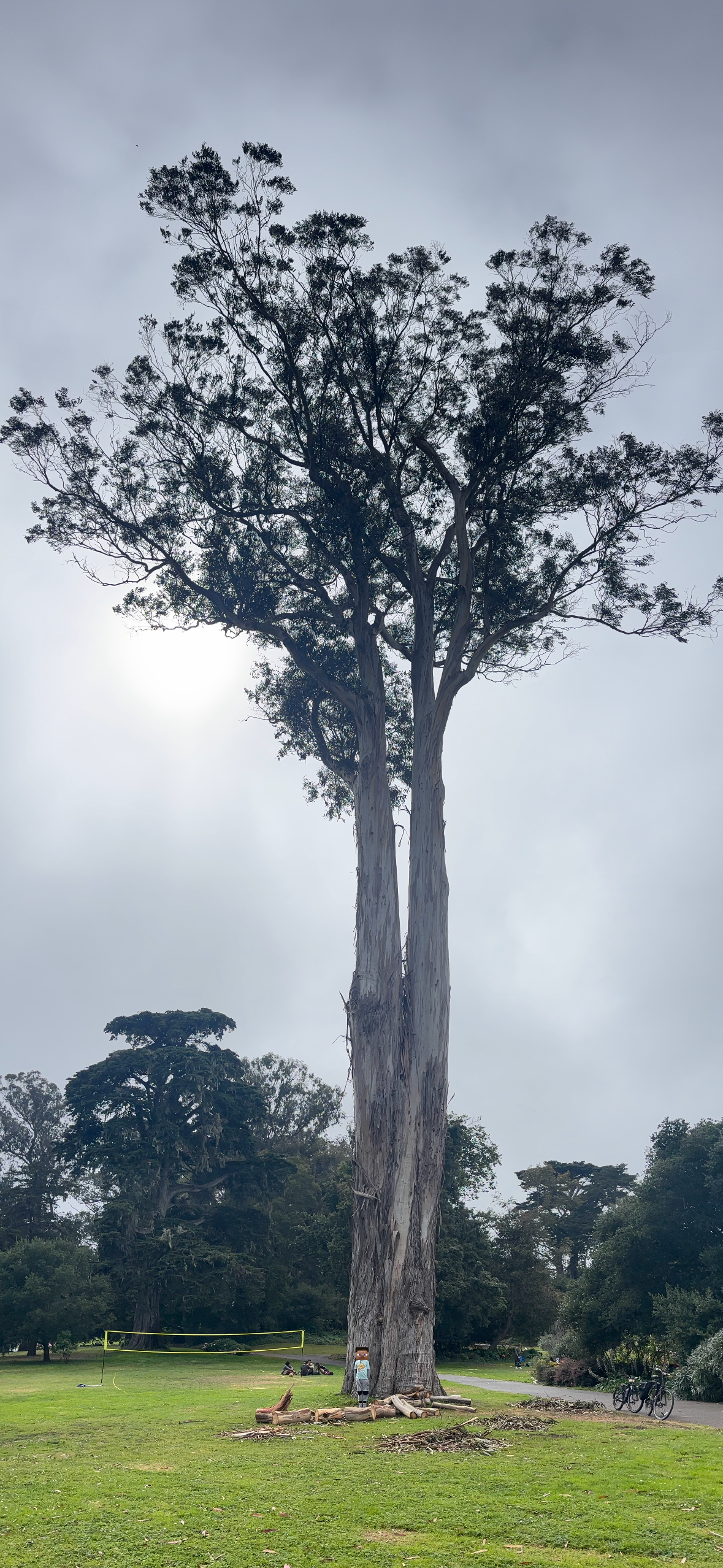Help Us Find SF’s Tallest Tree campaign photo, 5 of 6