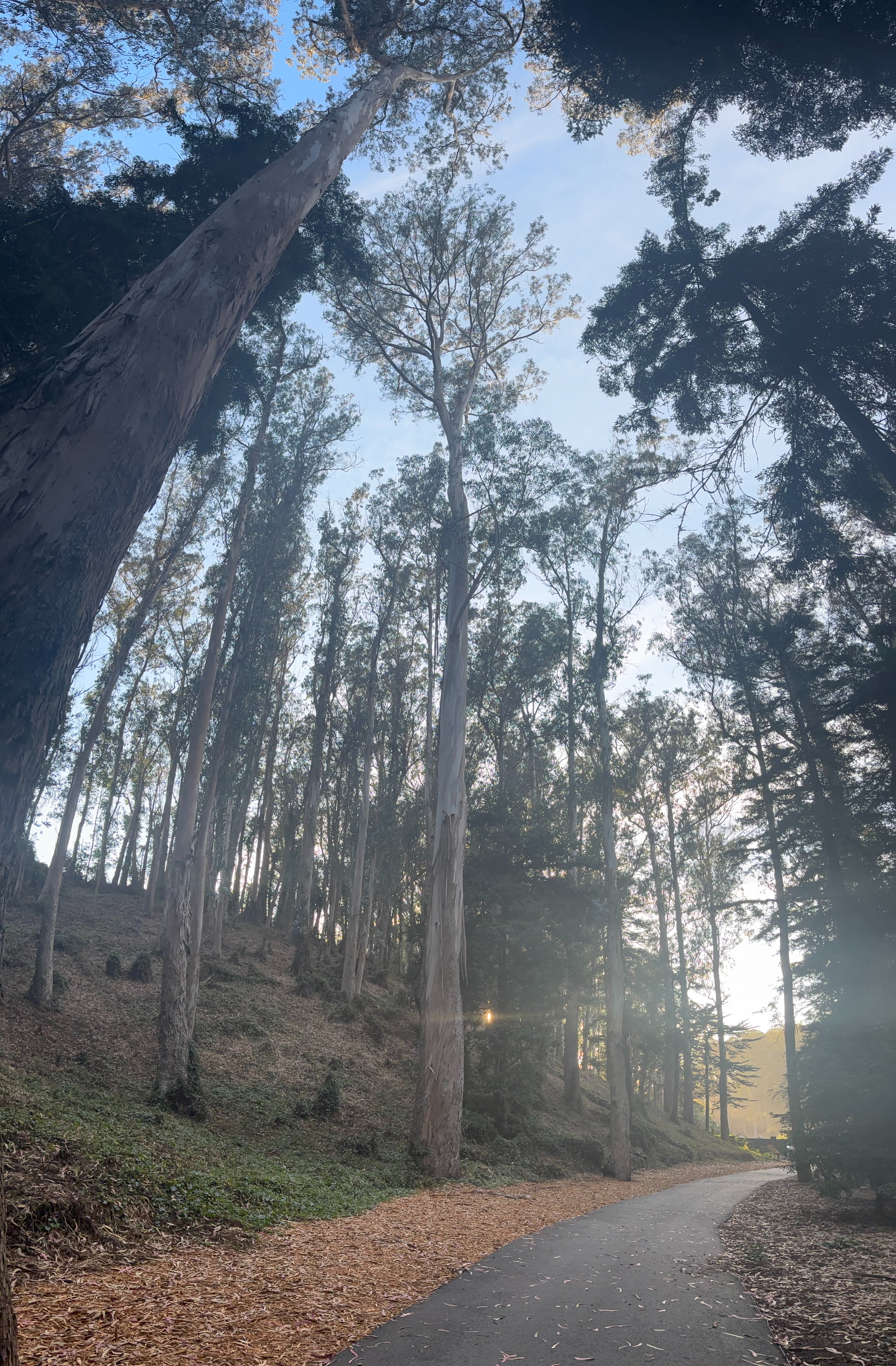 Help Us Find SF’s Tallest Tree campaign photo, 2 of 6