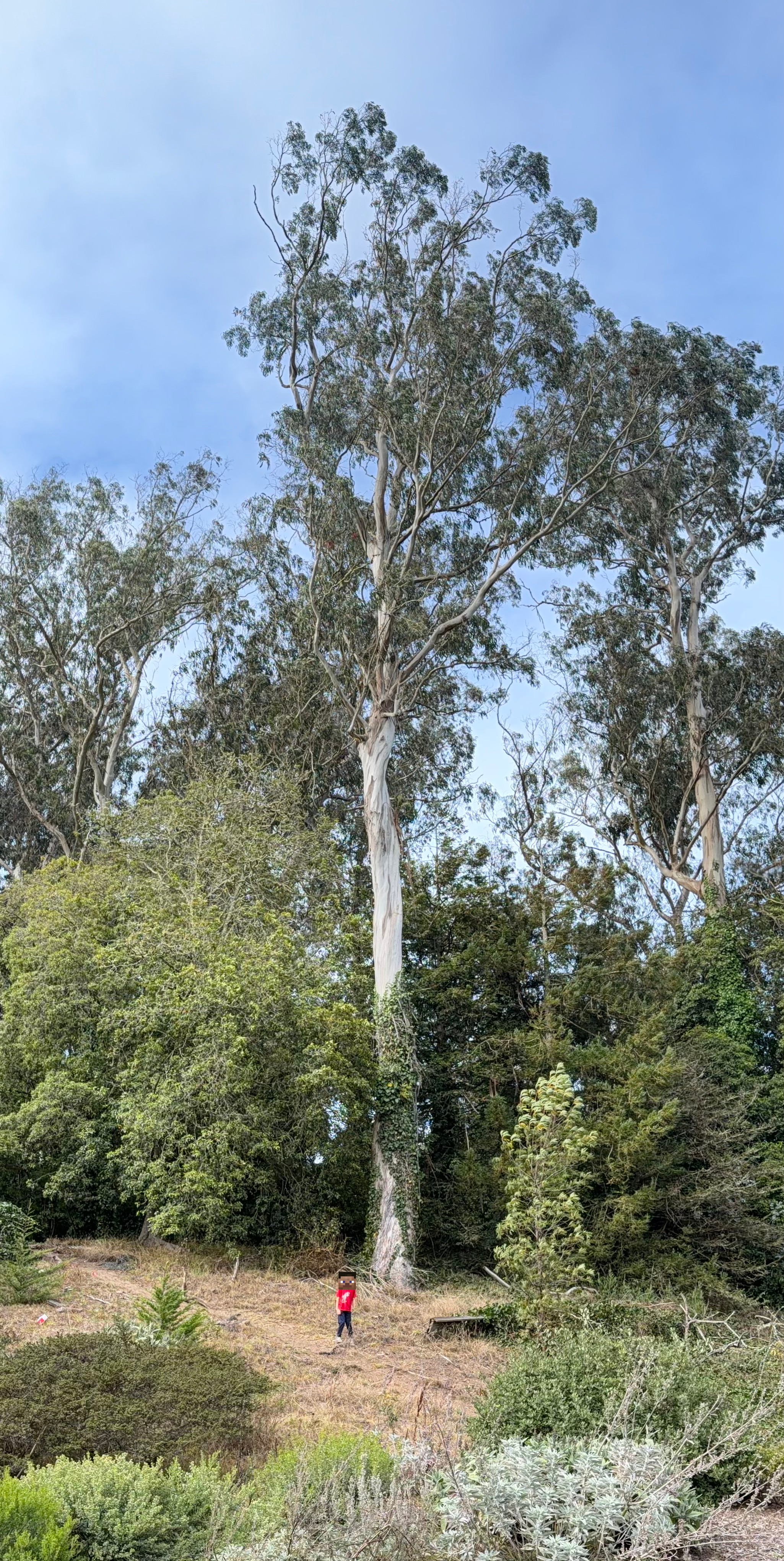 Help Us Find SF’s Tallest Tree campaign photo, 4 of 6
