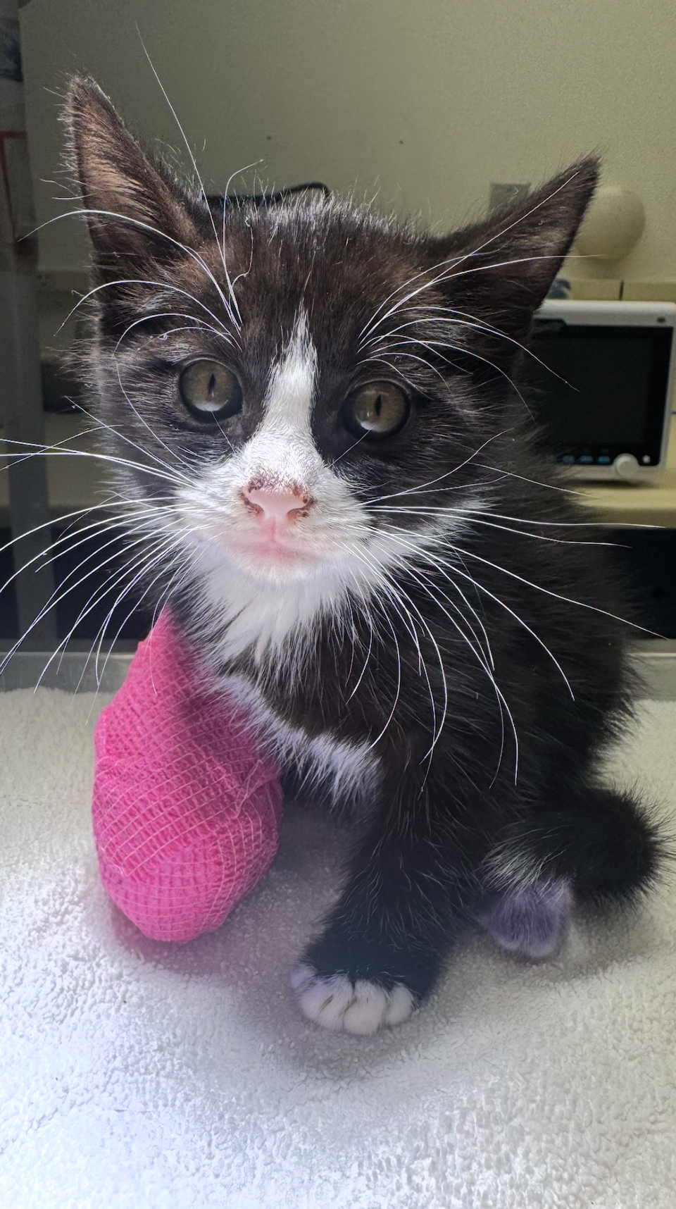 Support Pura Vida Animal Rescue Veterinary Health & Wellness campaign photo, 8 of 10