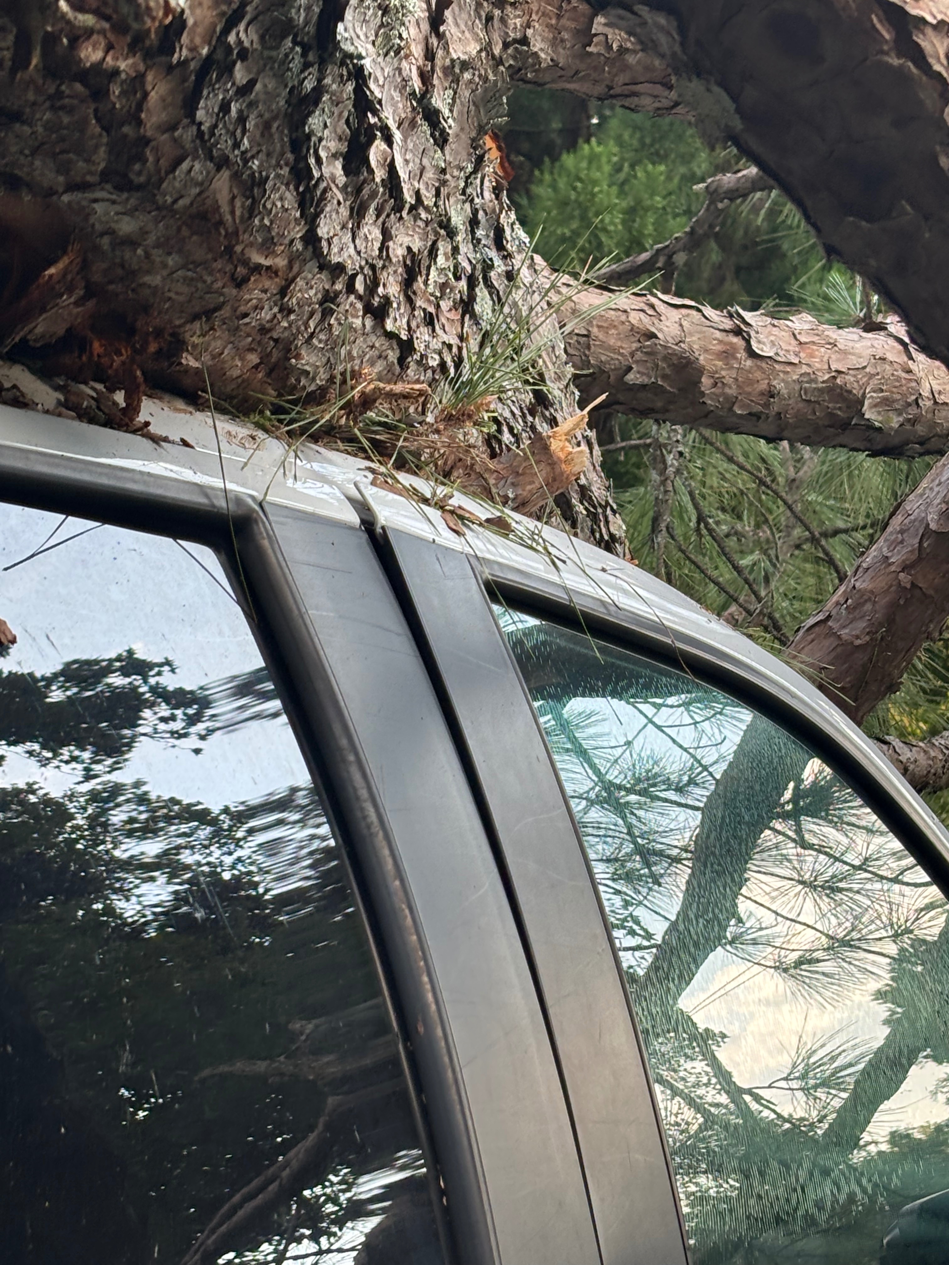 Marquez Needs a Vehicle After Tree Damage campaign photo, 2 of 9