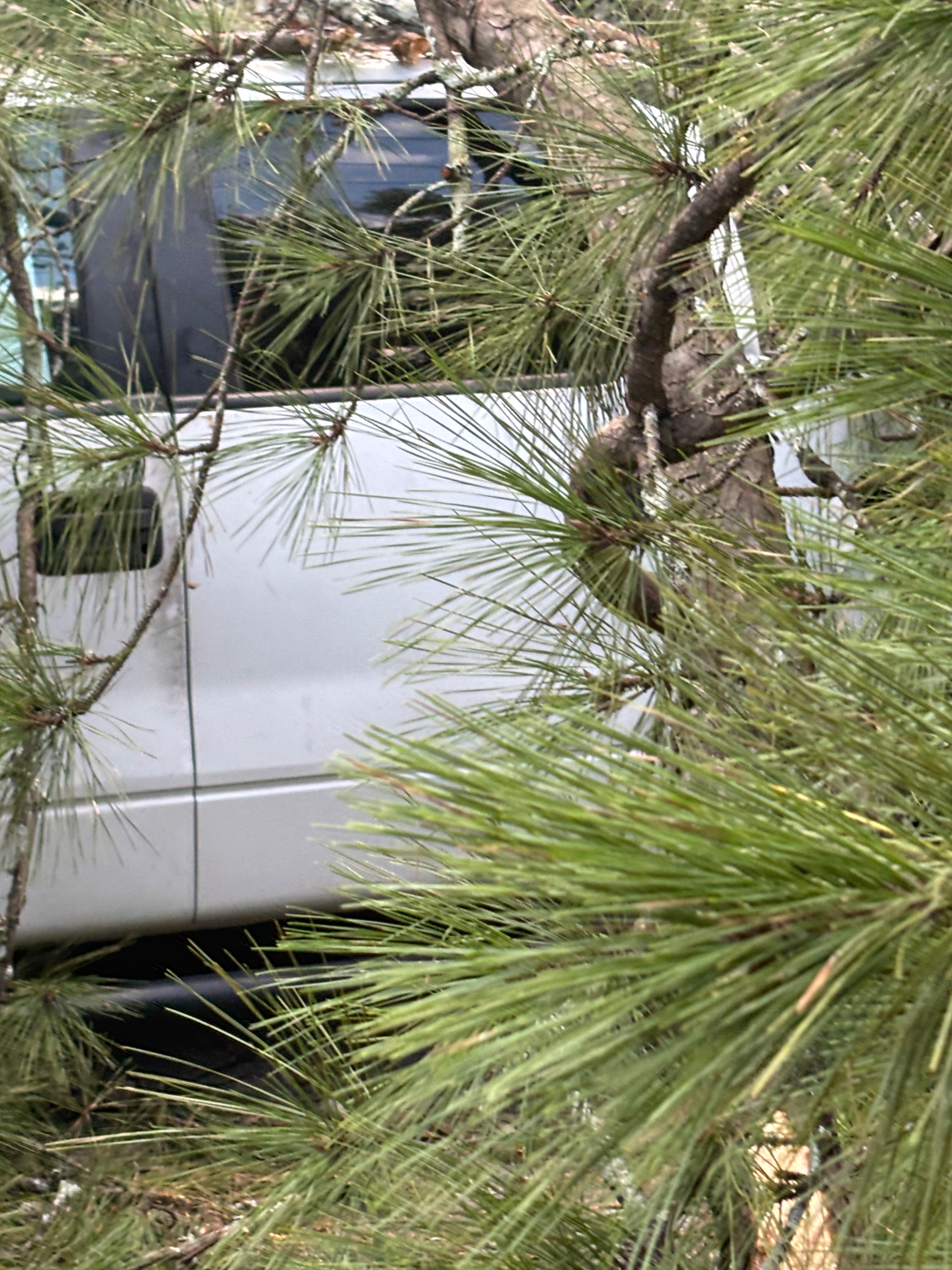 Marquez Needs a Vehicle After Tree Damage campaign photo, 8 of 9
