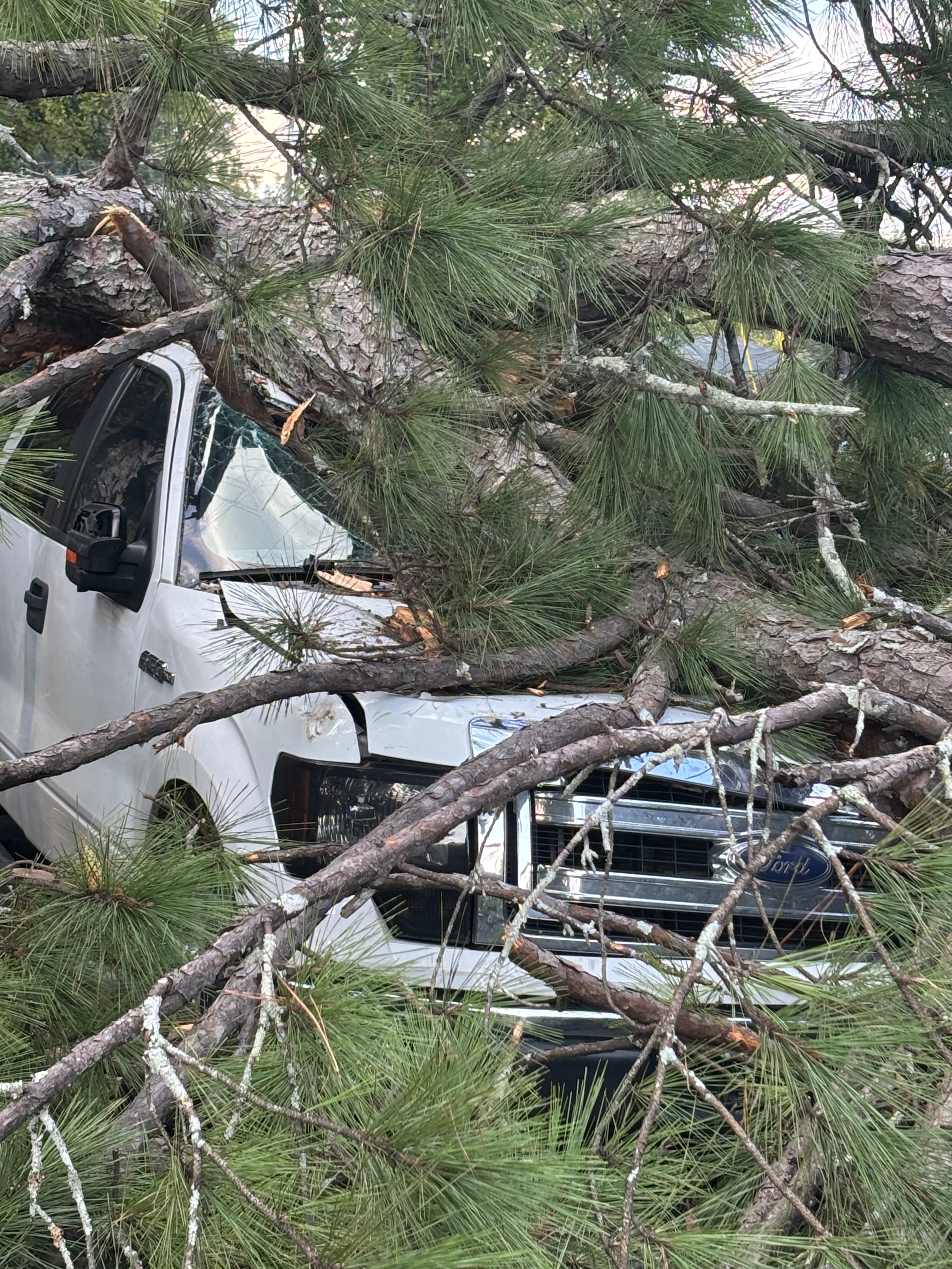 Marquez Needs a Vehicle After Tree Damage campaign photo, 4 of 9