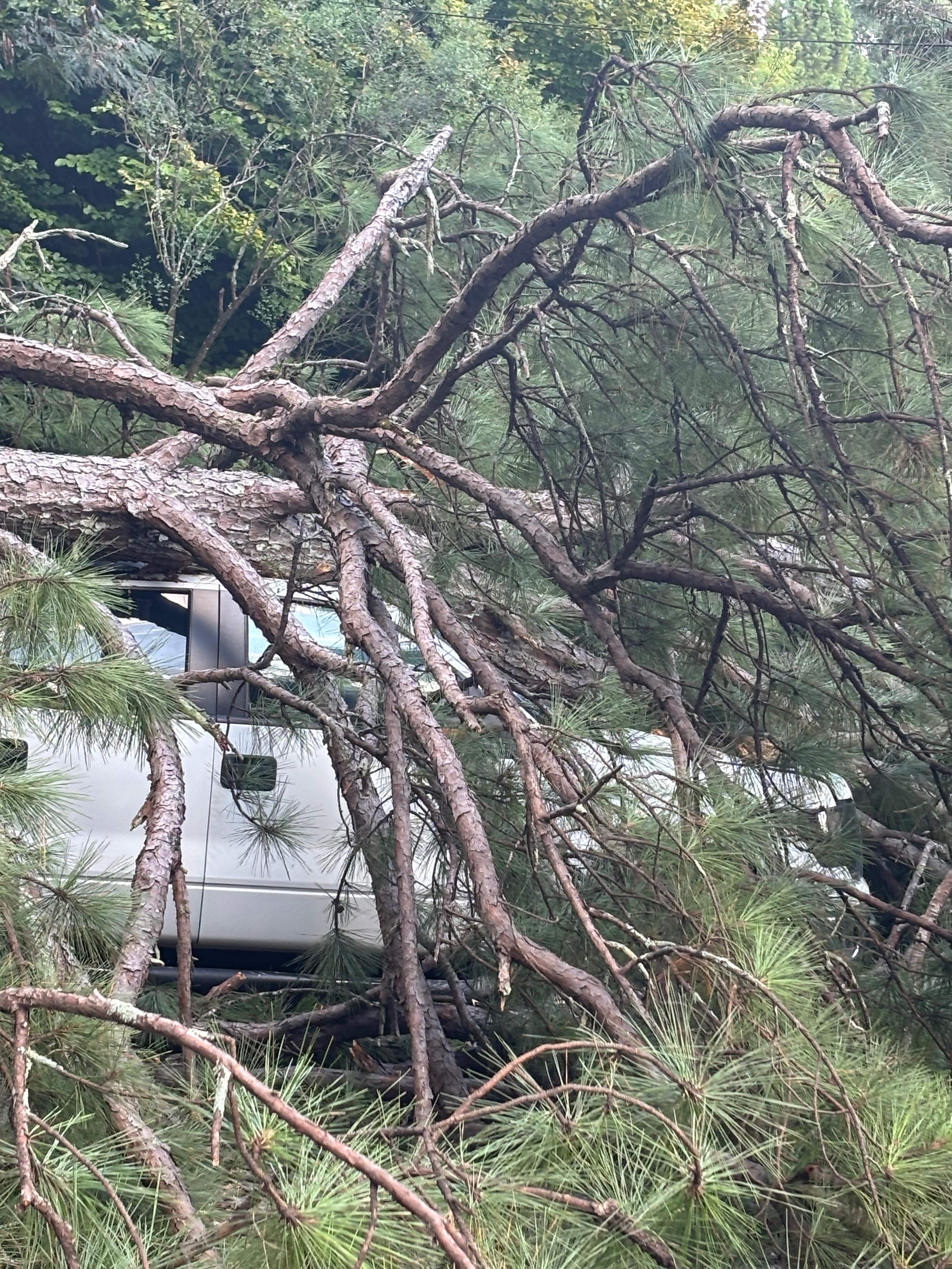 Marquez Needs a Vehicle After Tree Damage campaign photo, 7 of 9