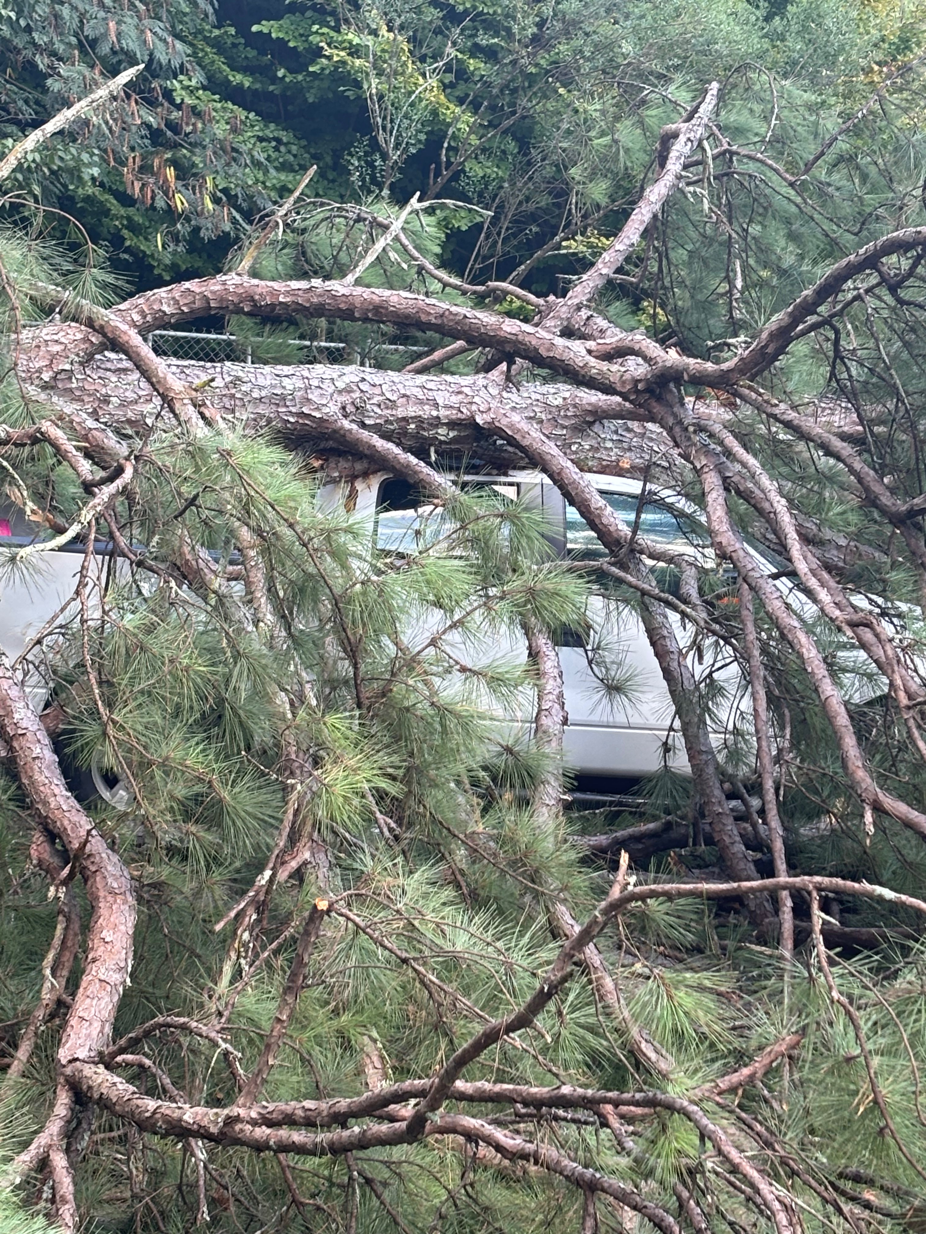 Marquez Needs a Vehicle After Tree Damage campaign photo, 6 of 9
