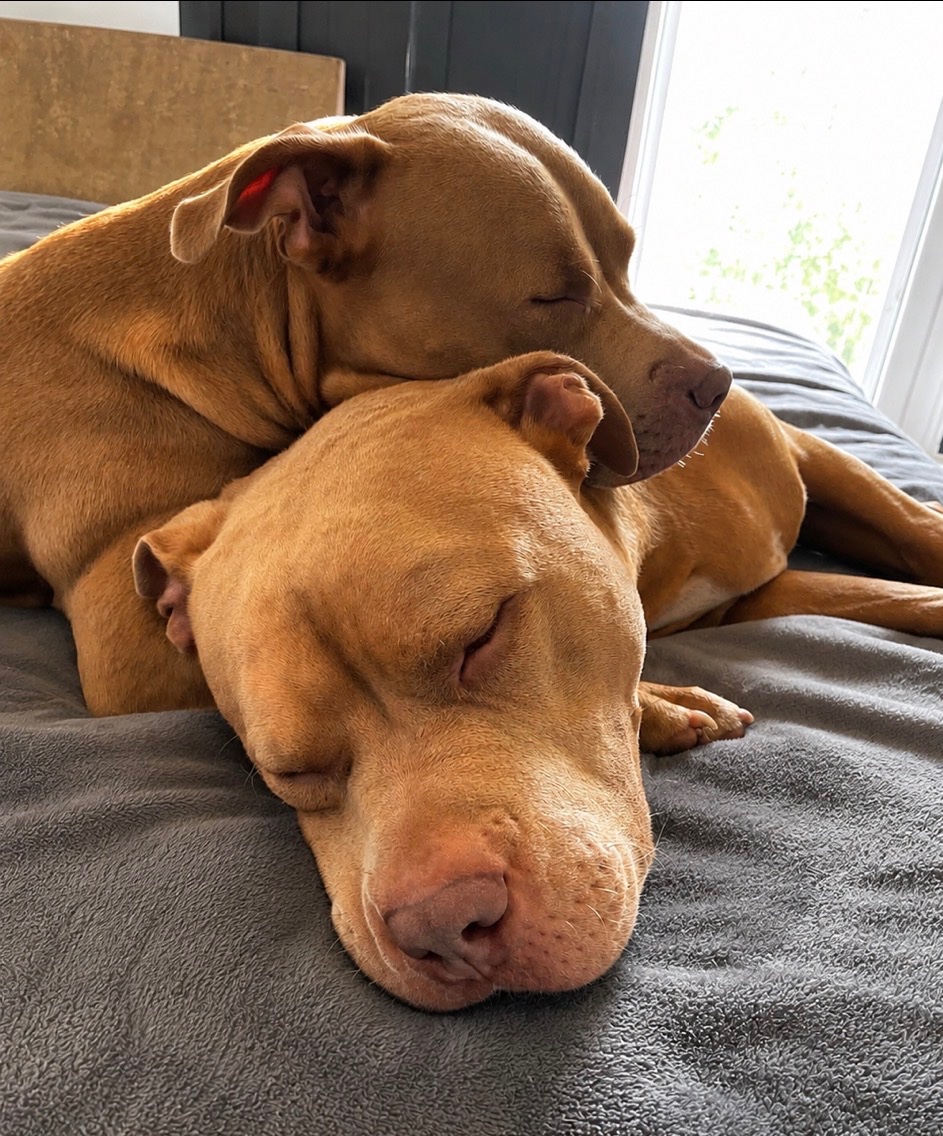 Help to save Tyson campaign photo, 4 of 7