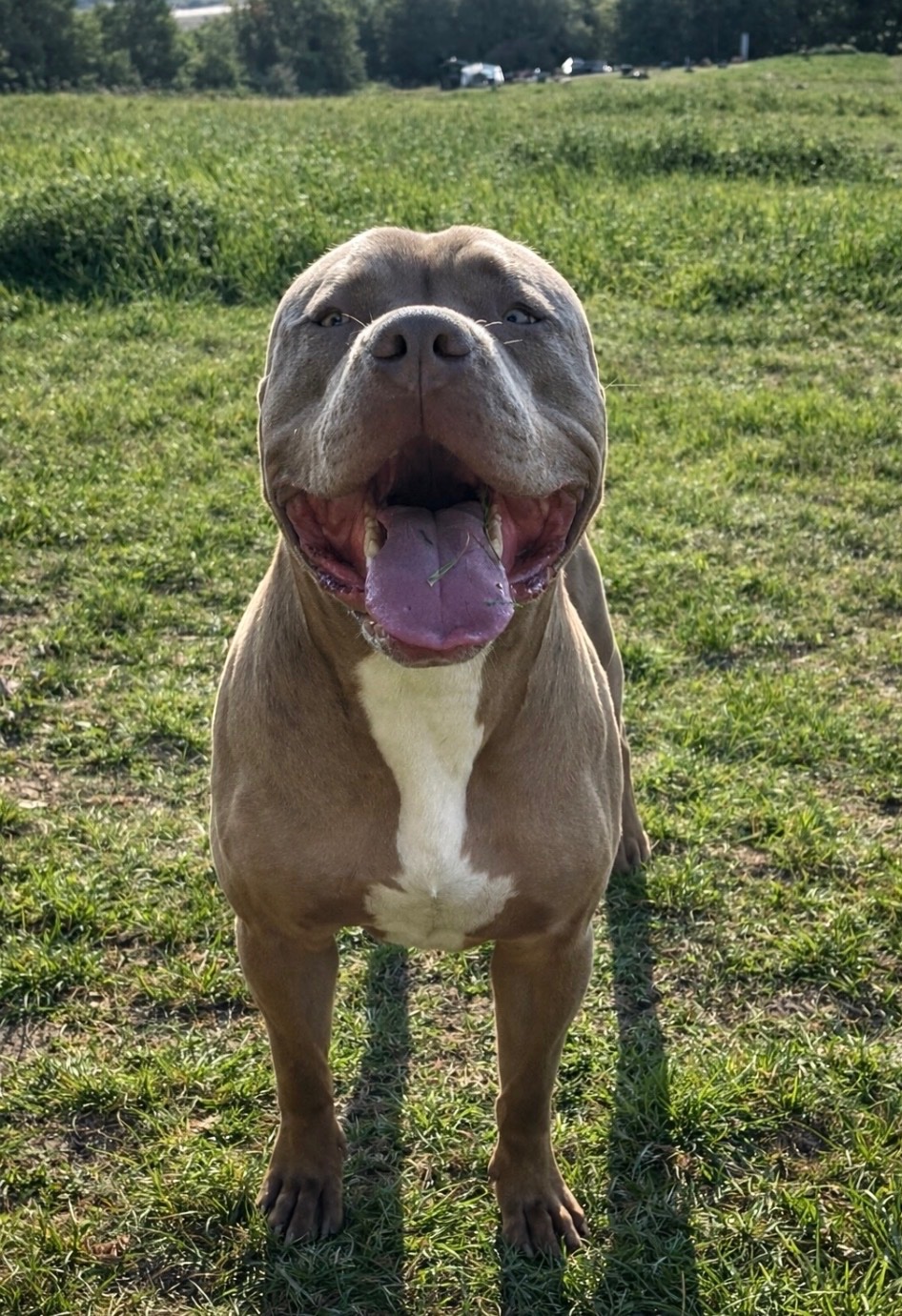 Help to save Tyson campaign photo, 5 of 7