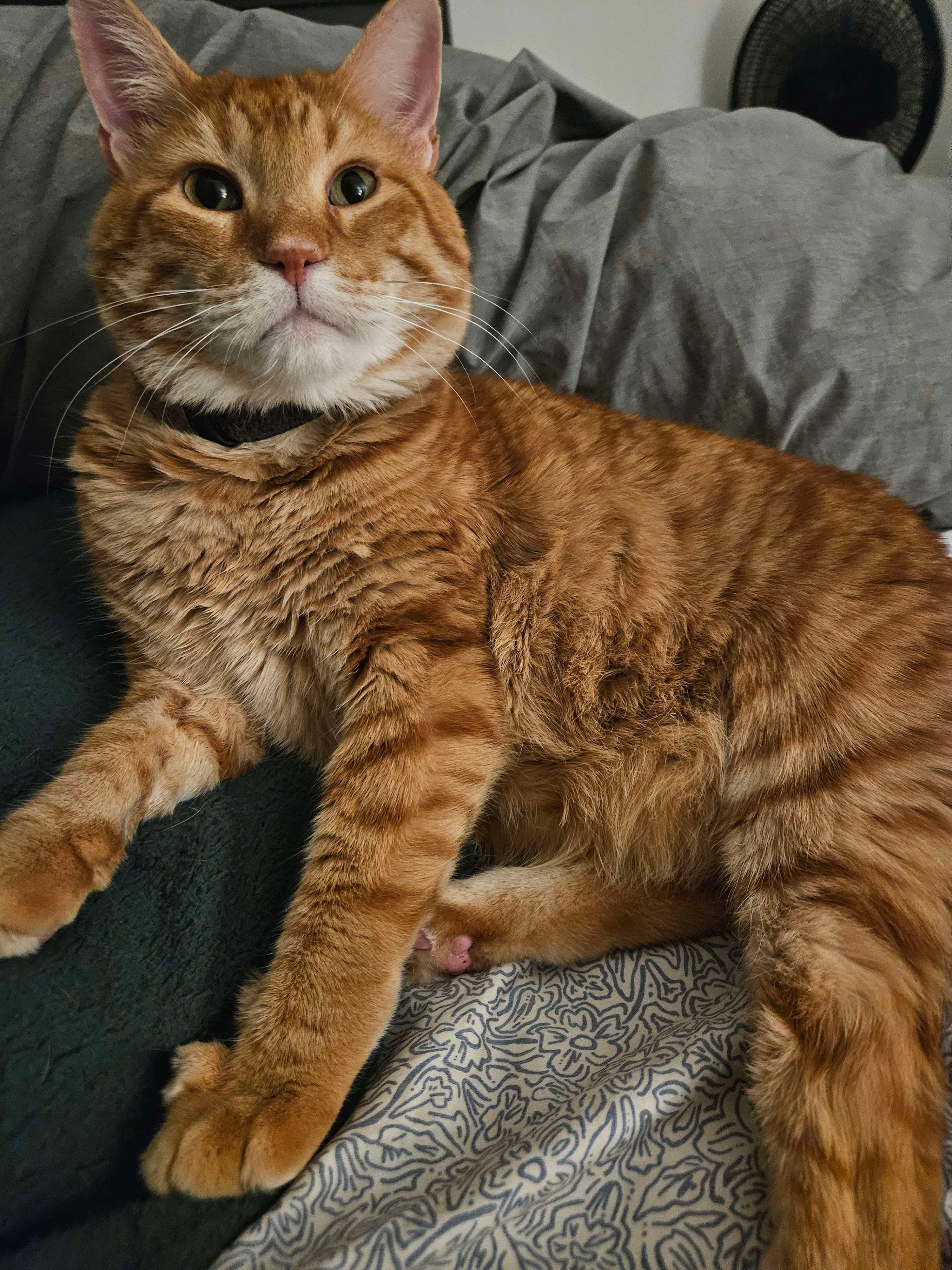 Theo Emergency Surgery Funds campaign photo, 2 of 6