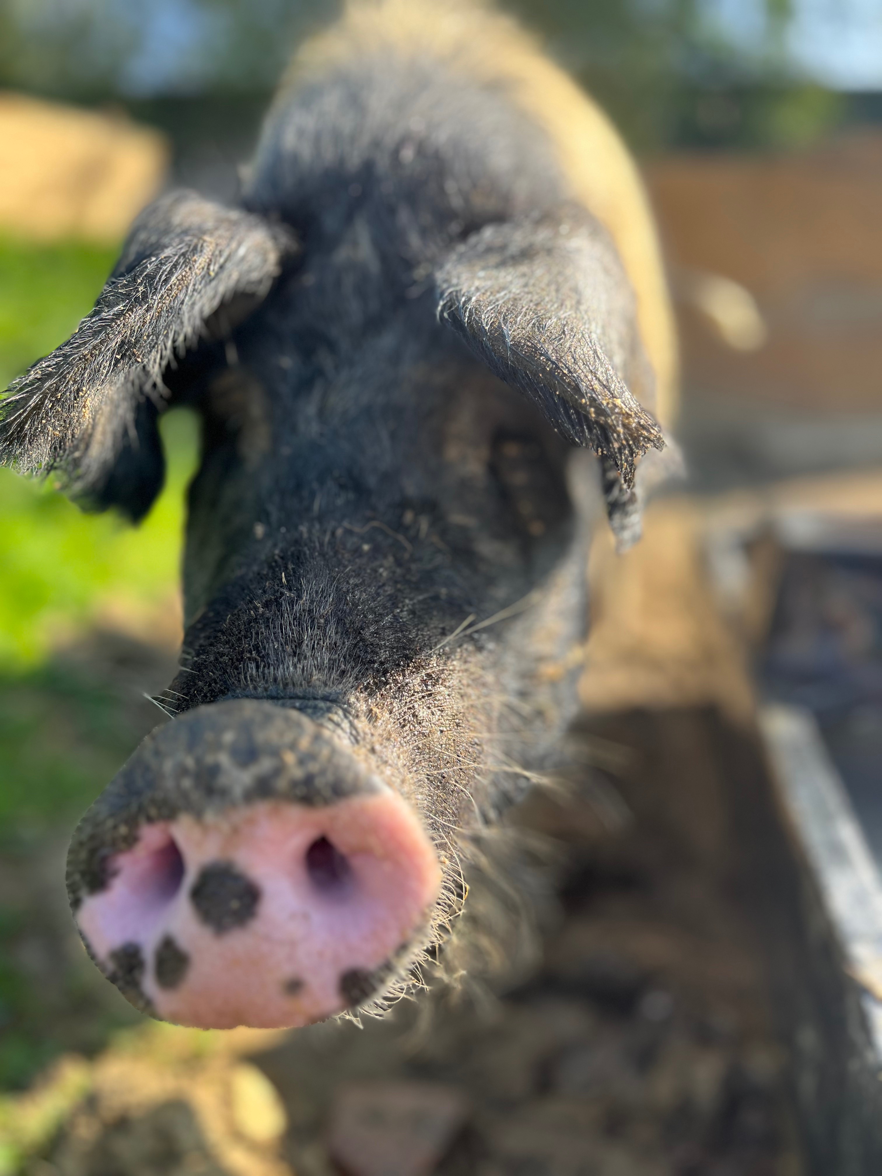 Help Us Save Barter’s Farm and Our Animals ❤️ campaign photo, 4 of 7