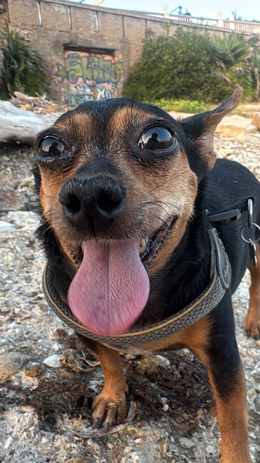 Foto della campagna Aiuta Frida a camminare di nuovo, 8 di 9