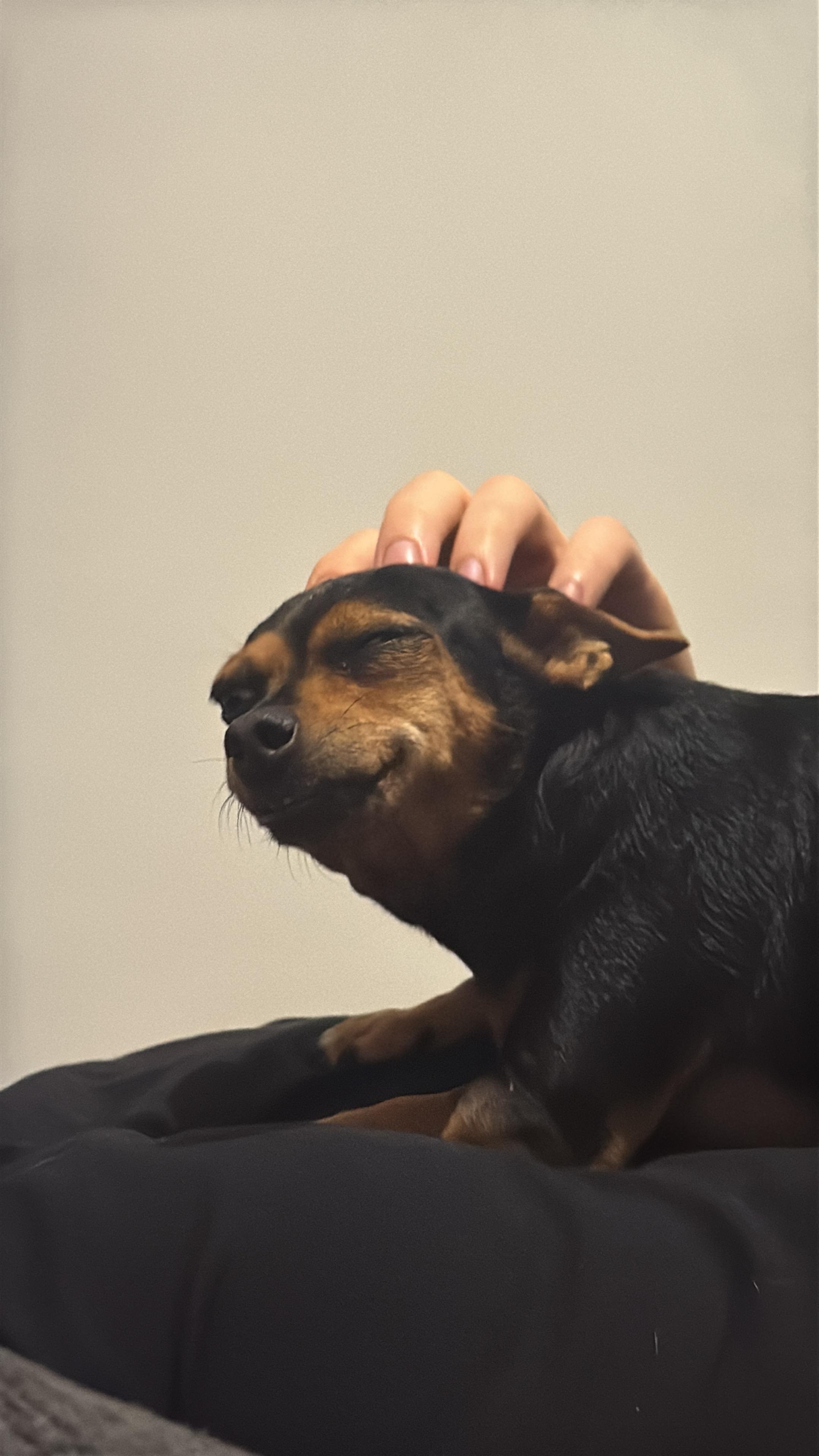 Foto della campagna Aiuta Frida a camminare di nuovo, 5 di 9
