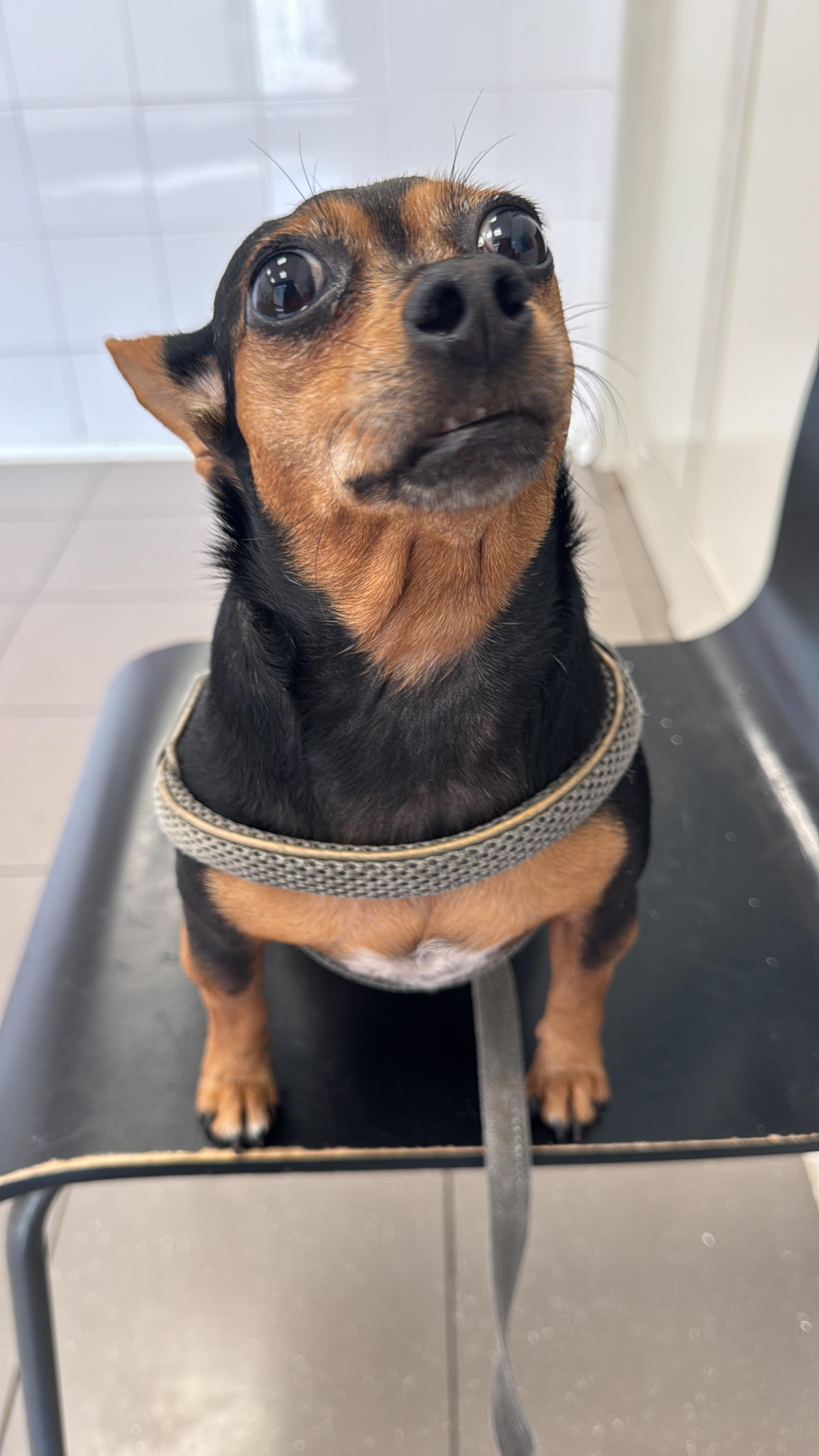 Foto della campagna Aiuta Frida a camminare di nuovo, 6 di 9