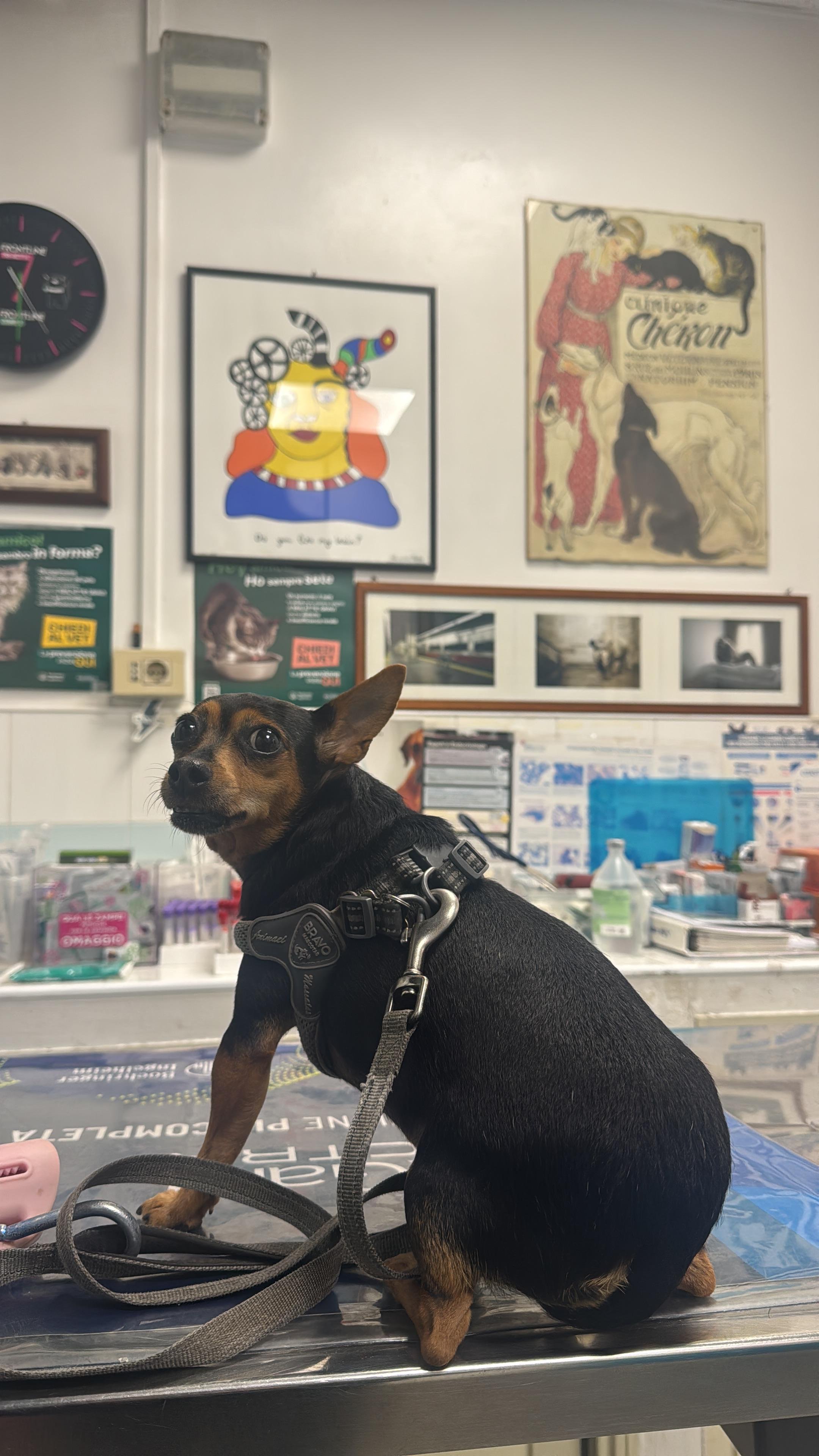 Foto della campagna Aiuta Frida a camminare di nuovo, 7 di 9