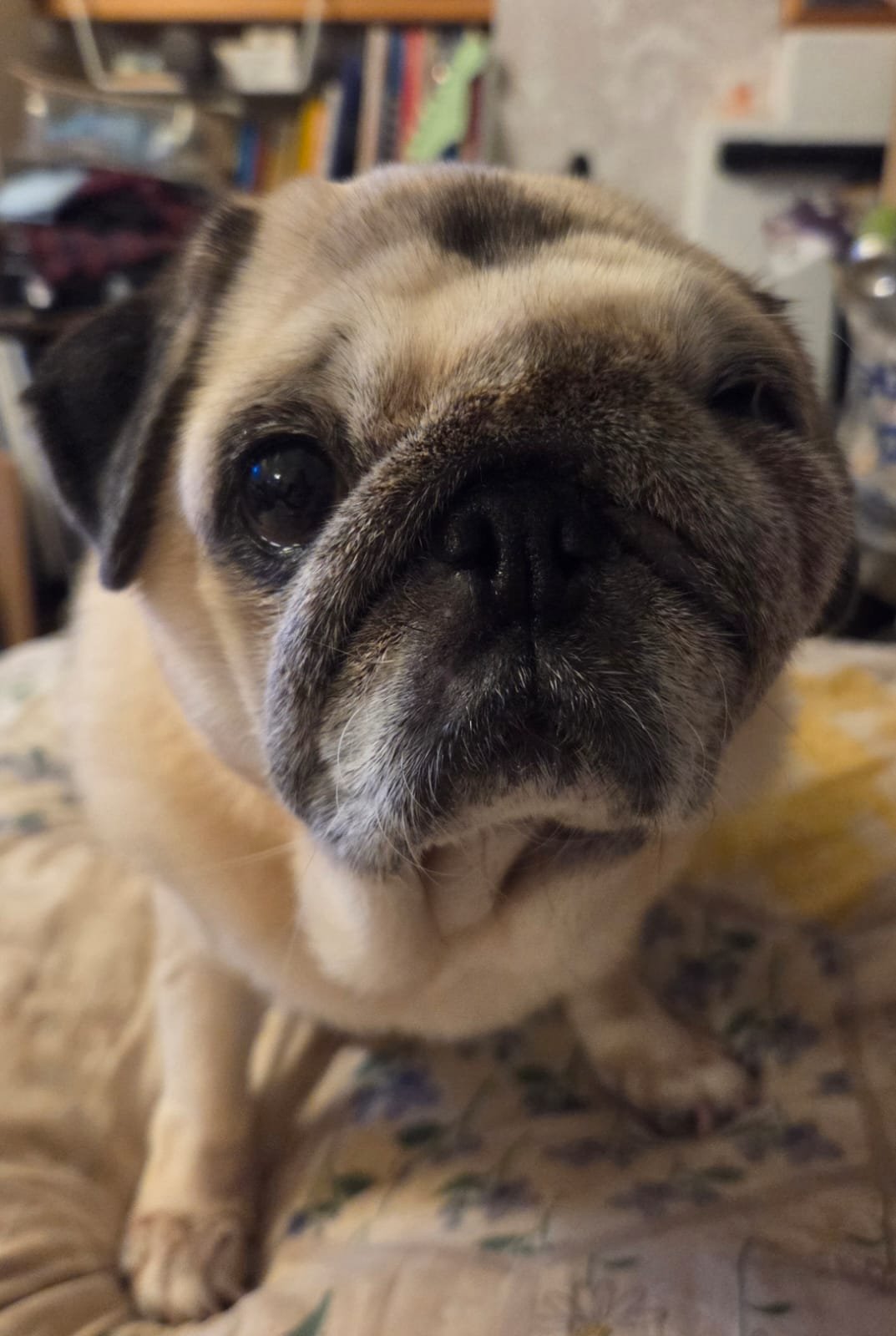 Pippa the Pug needs an Operation campaign photo, 5 of 5