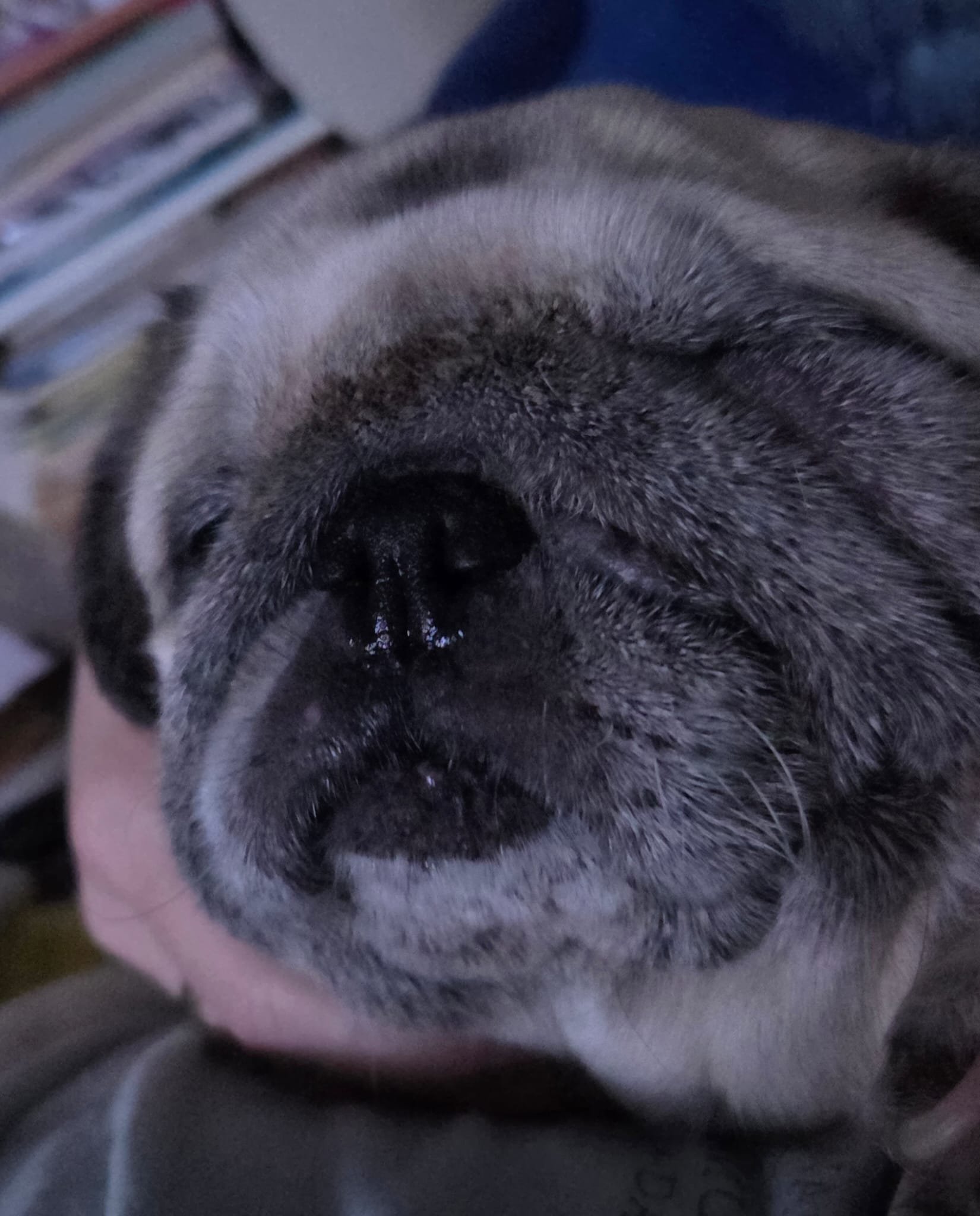 Pippa the Pug needs an Operation campaign photo, 2 of 5