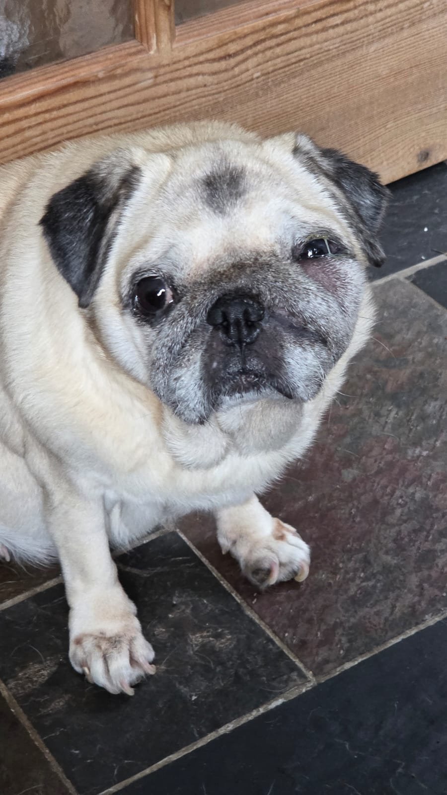Pippa the Pug needs an Operation campaign photo, 4 of 5
