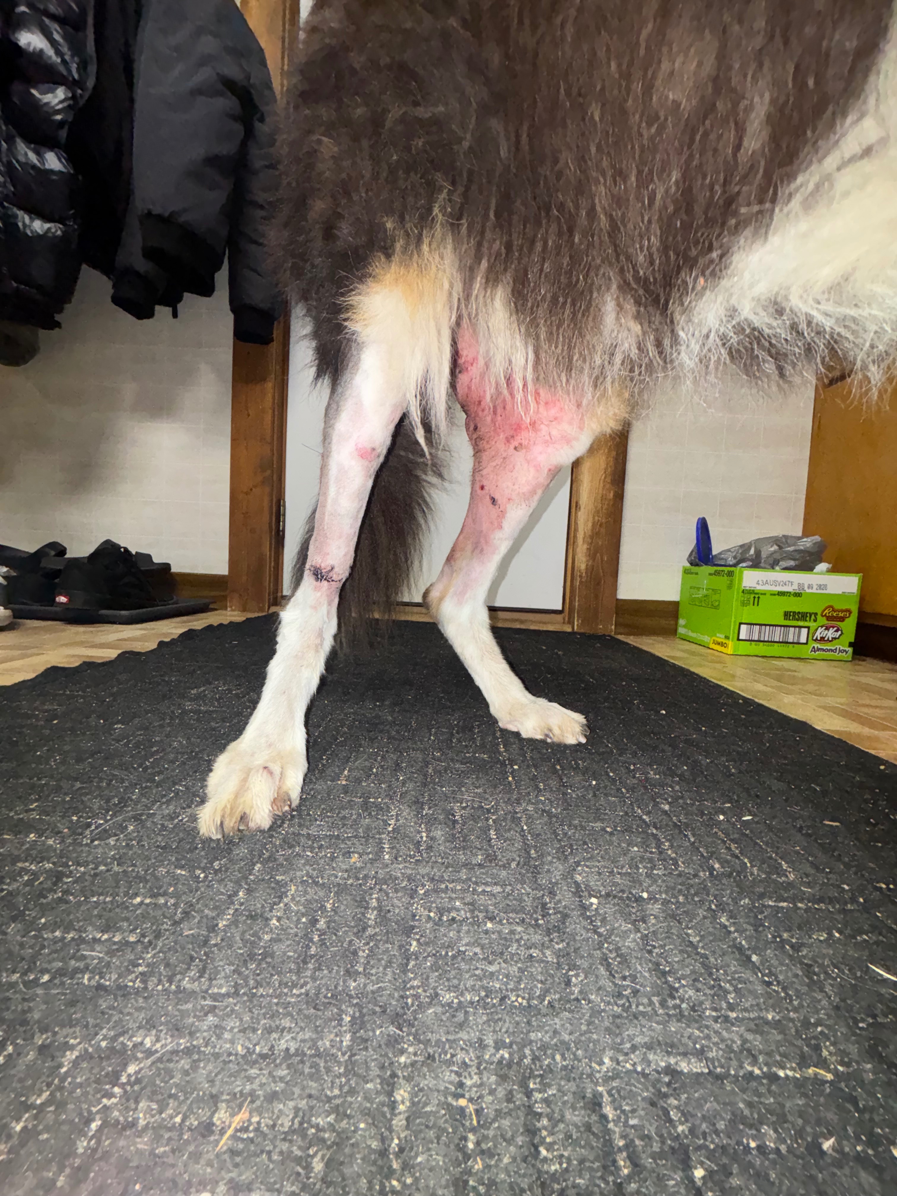 Help! 16 Days Missing, Duke the incredible Fighter campaign photo, 2 of 11