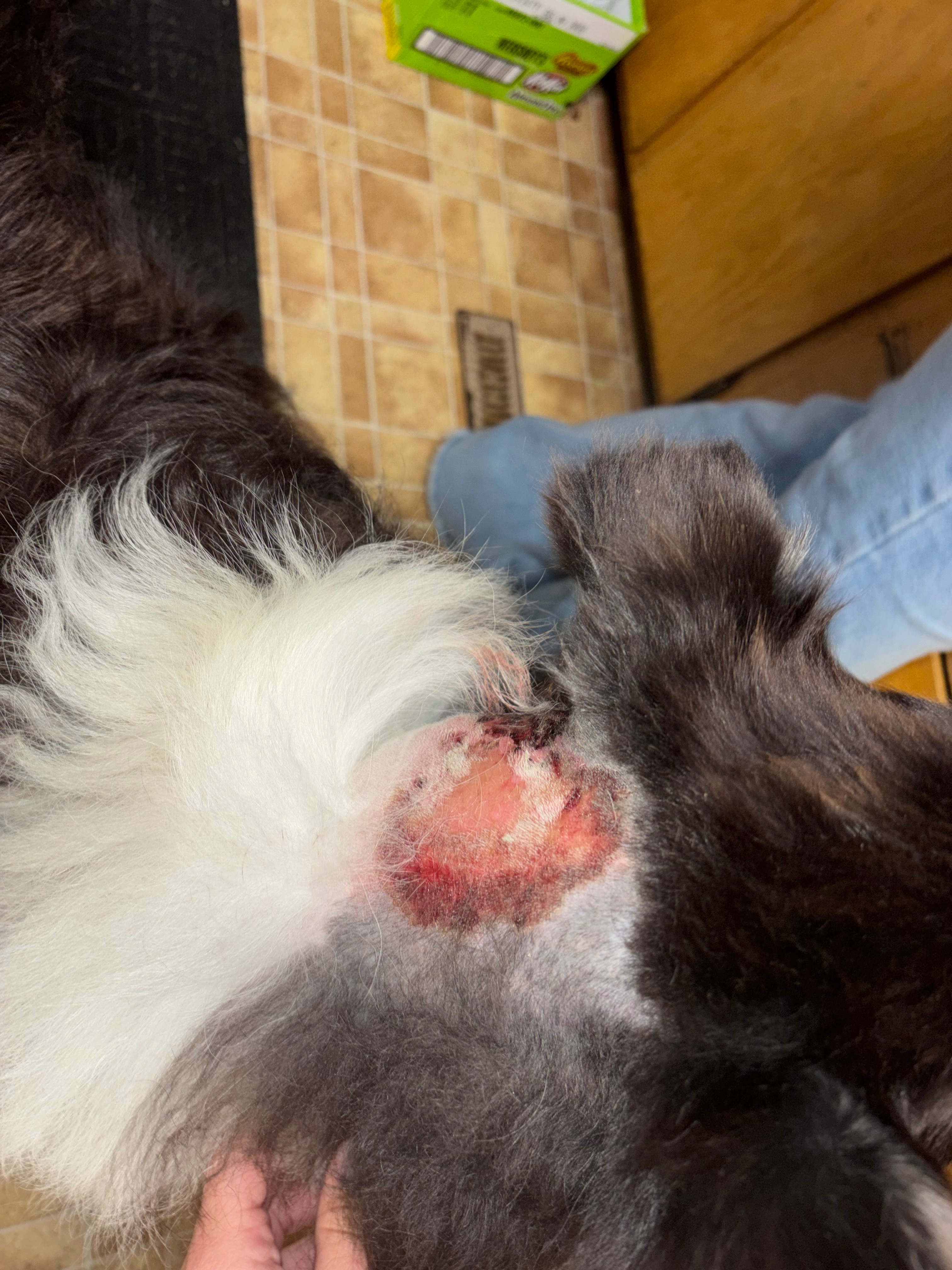 Help! 16 Days Missing, Duke the incredible Fighter campaign photo, 4 of 11