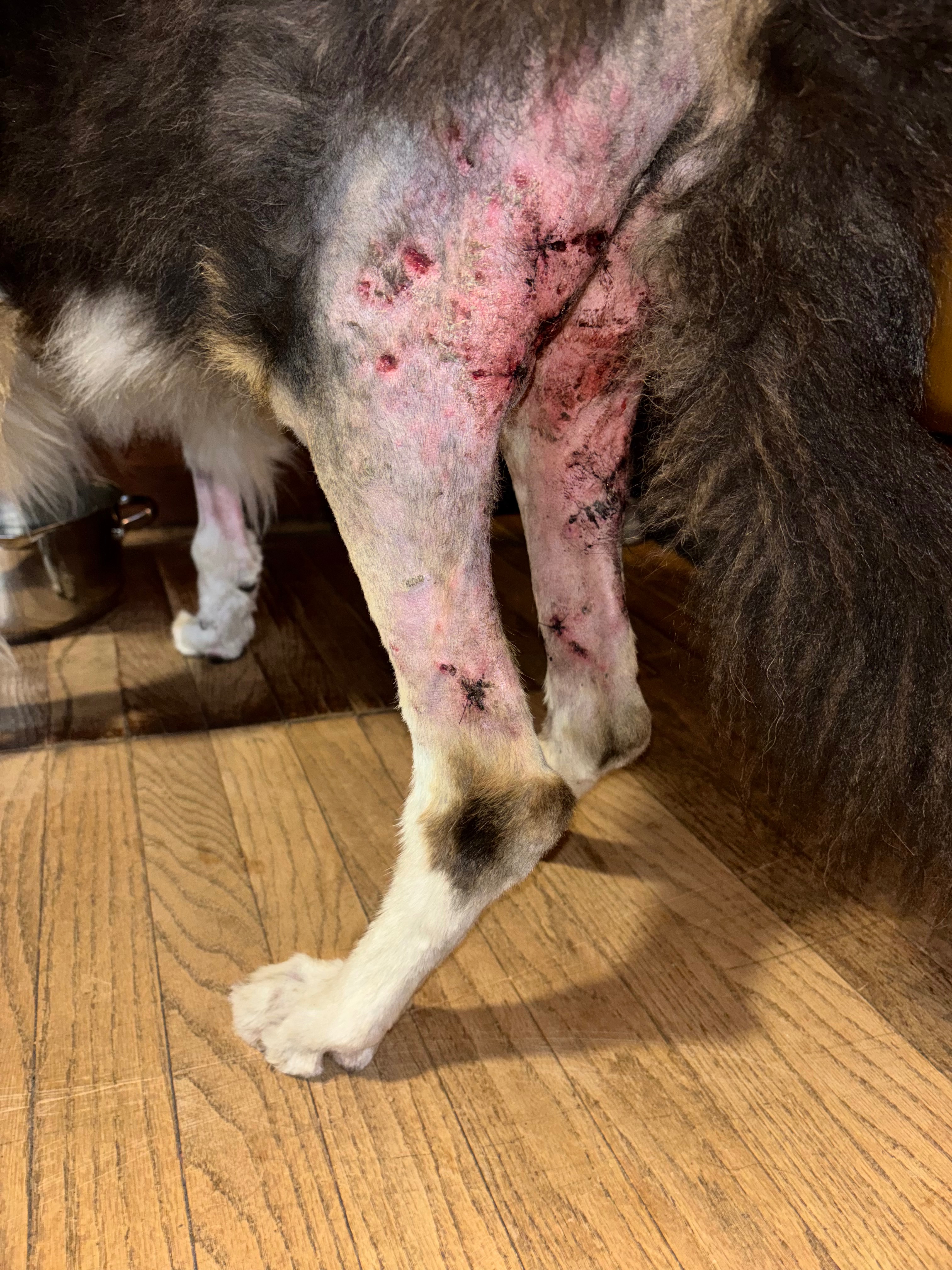 Help! 16 Days Missing, Duke the incredible Fighter campaign photo, 5 of 11