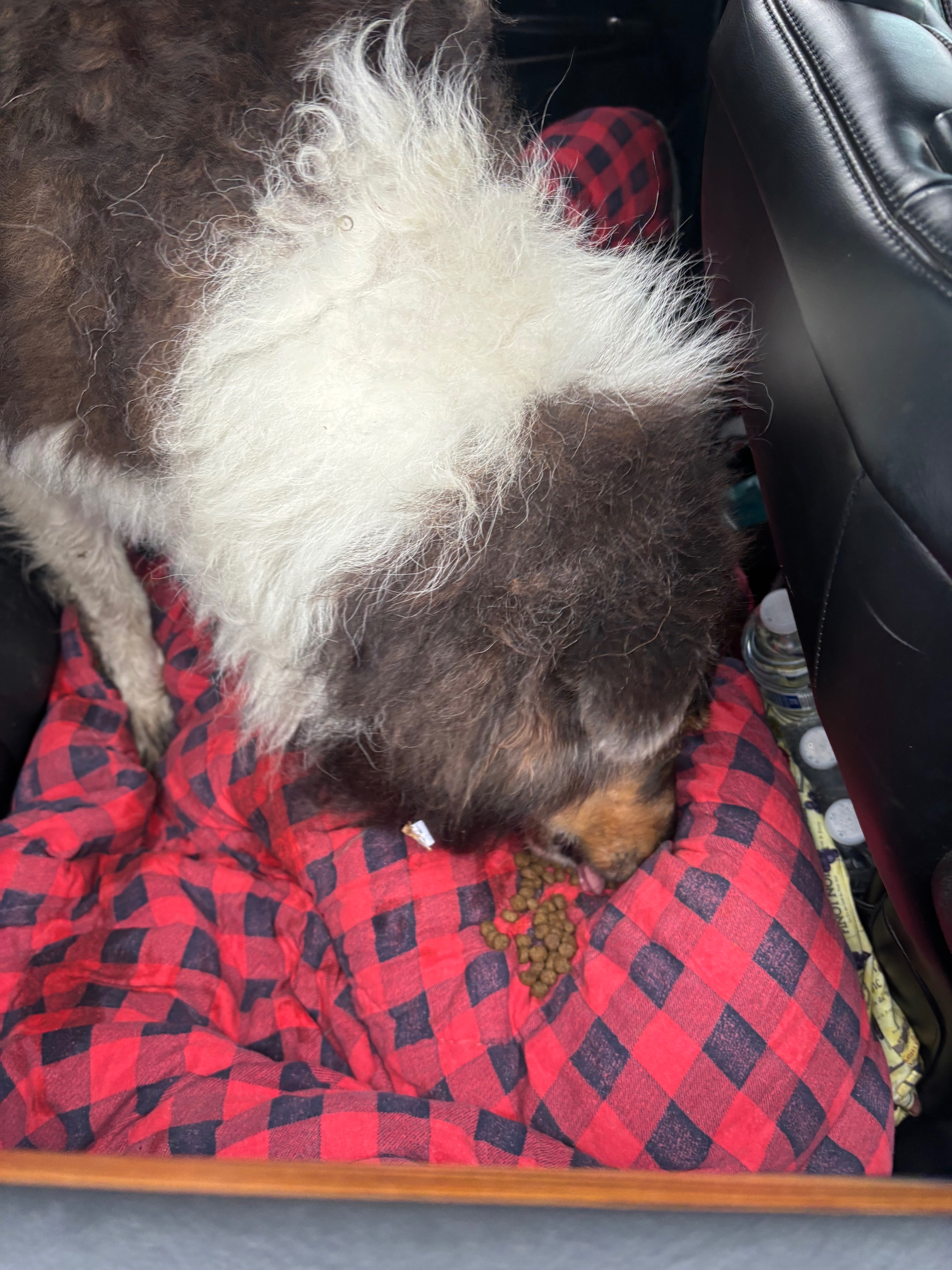 Help! 16 Days Missing, Duke the incredible Fighter campaign photo, 6 of 11