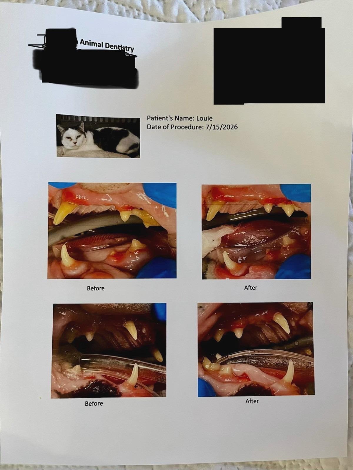 Help Louie Eat Without Pain campaign photo, 7 of 8