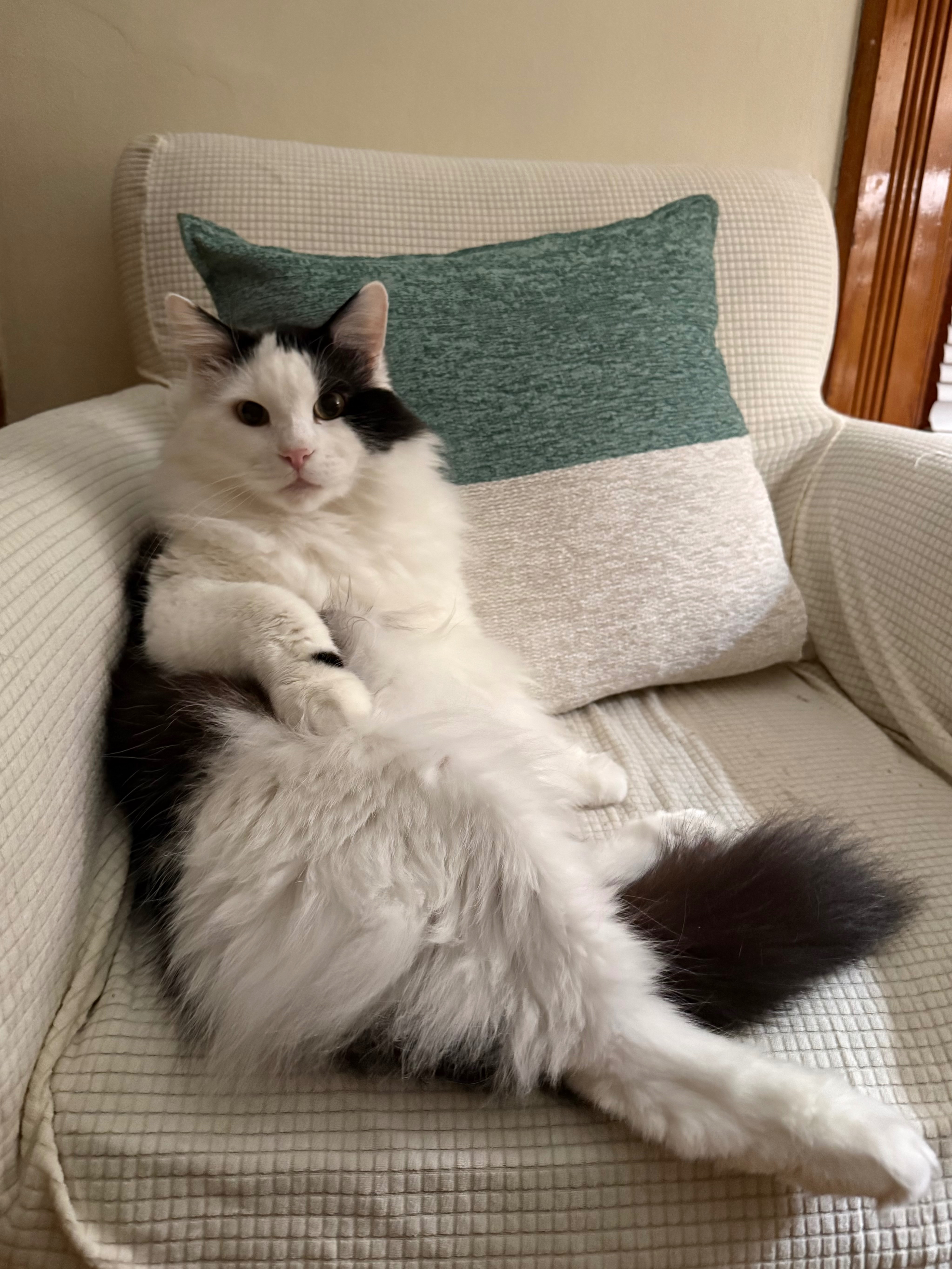 Help Fund Tux’s Surgery for Painful Bladder Stones campaign photo, 6 of 7