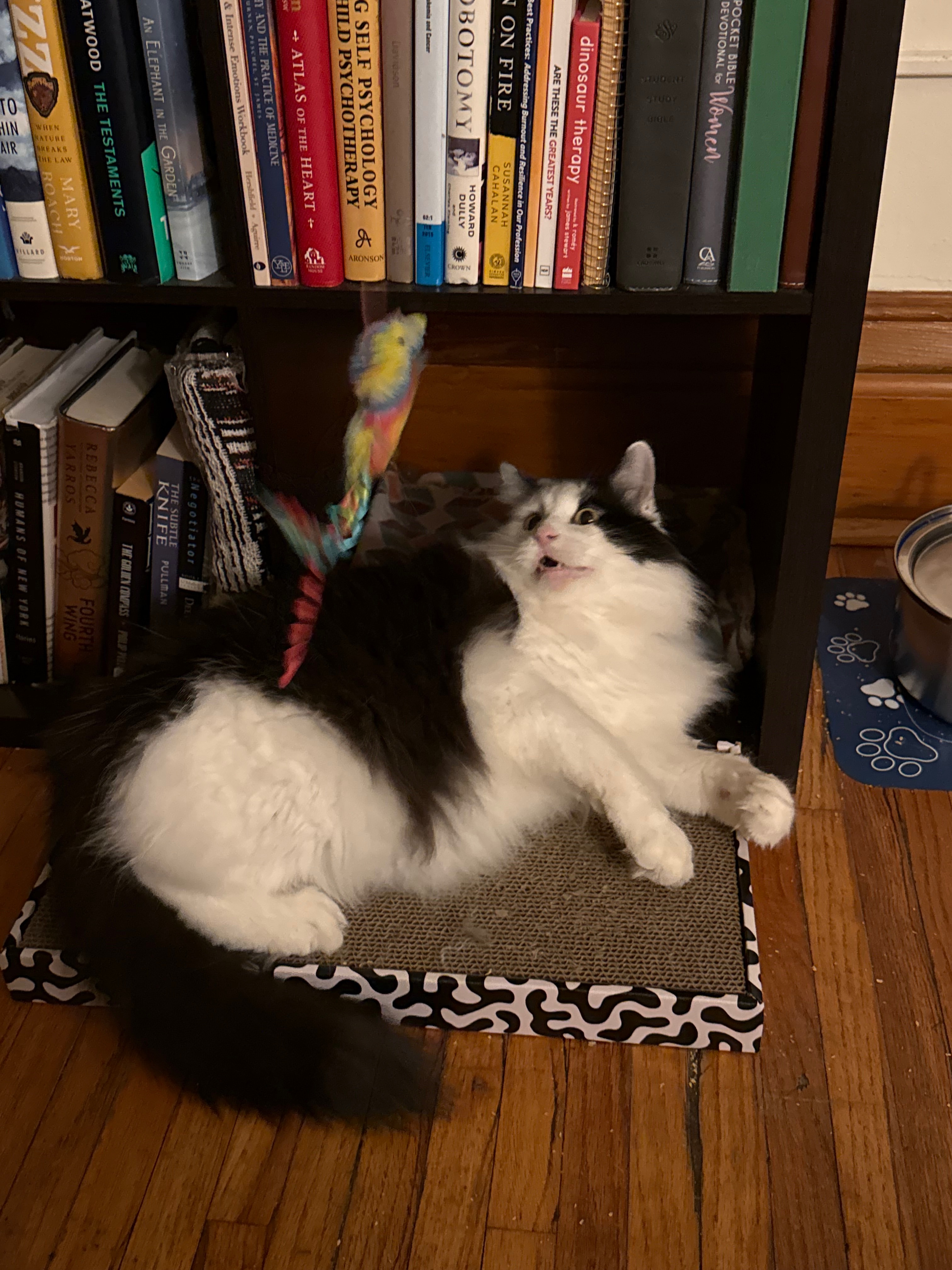 Help Fund Tux’s Surgery for Painful Bladder Stones campaign photo, 2 of 7