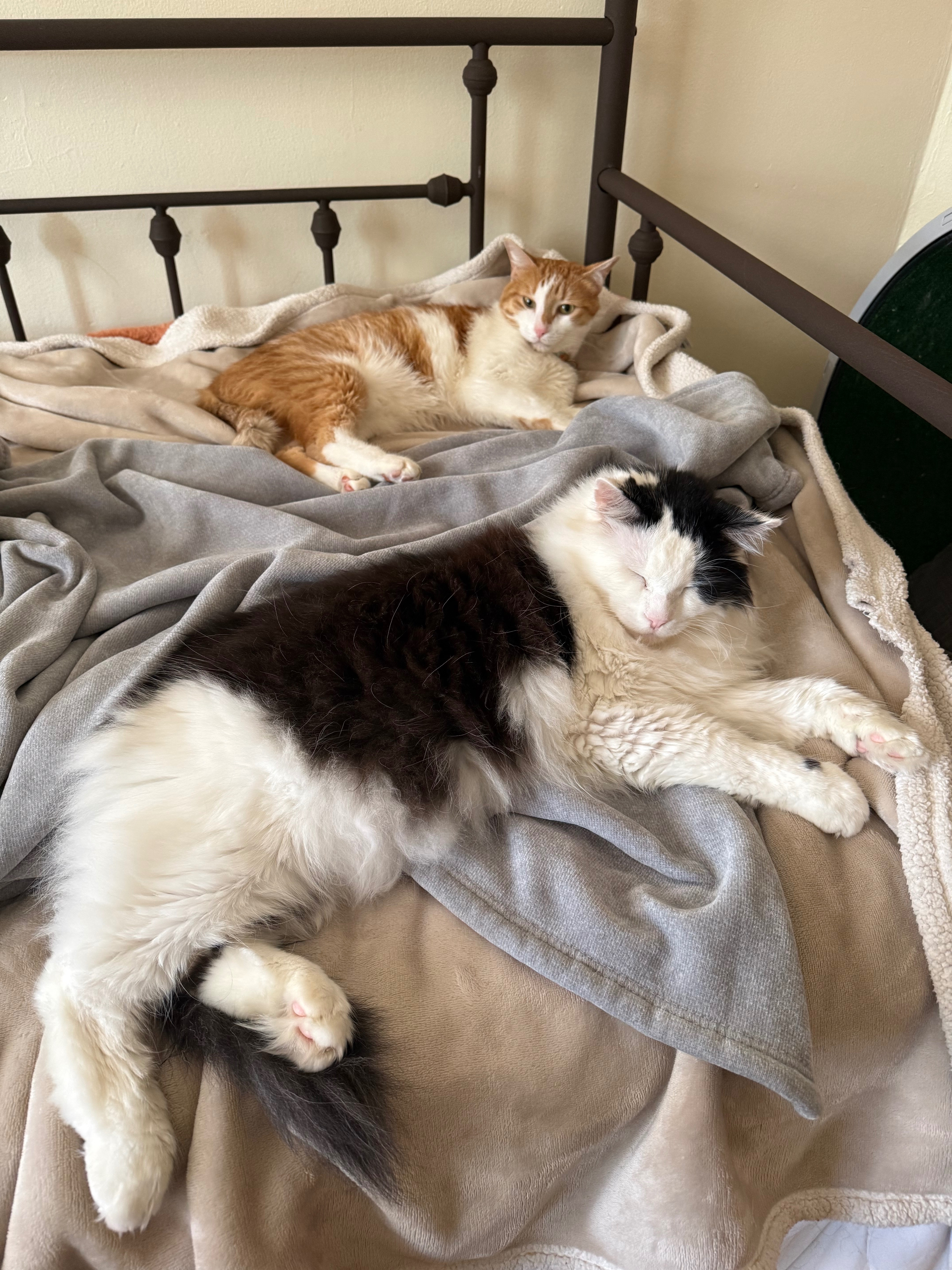 Help Fund Tux’s Surgery for Painful Bladder Stones campaign photo, 4 of 7
