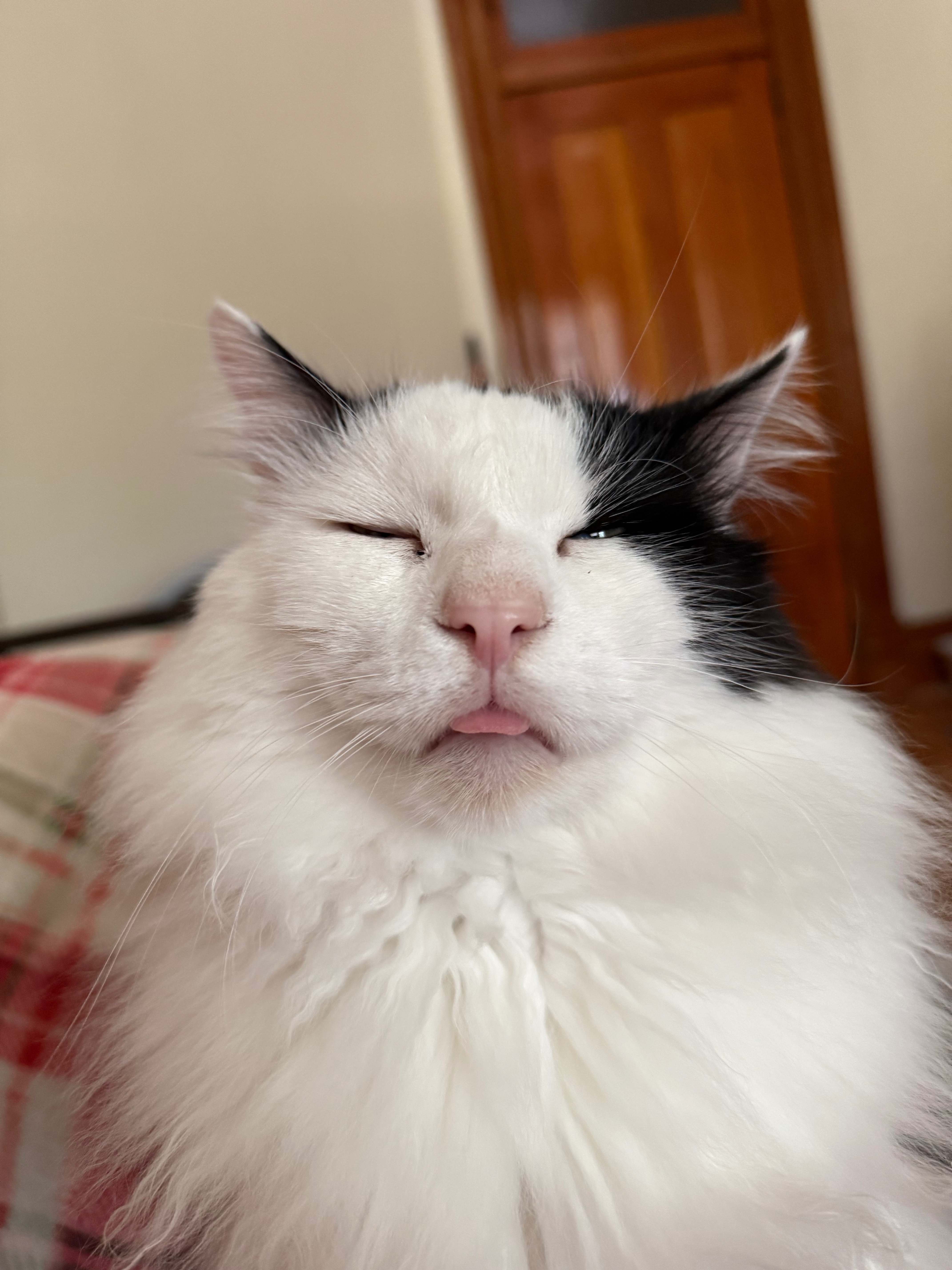 Help Fund Tux’s Surgery for Painful Bladder Stones campaign photo, 5 of 7