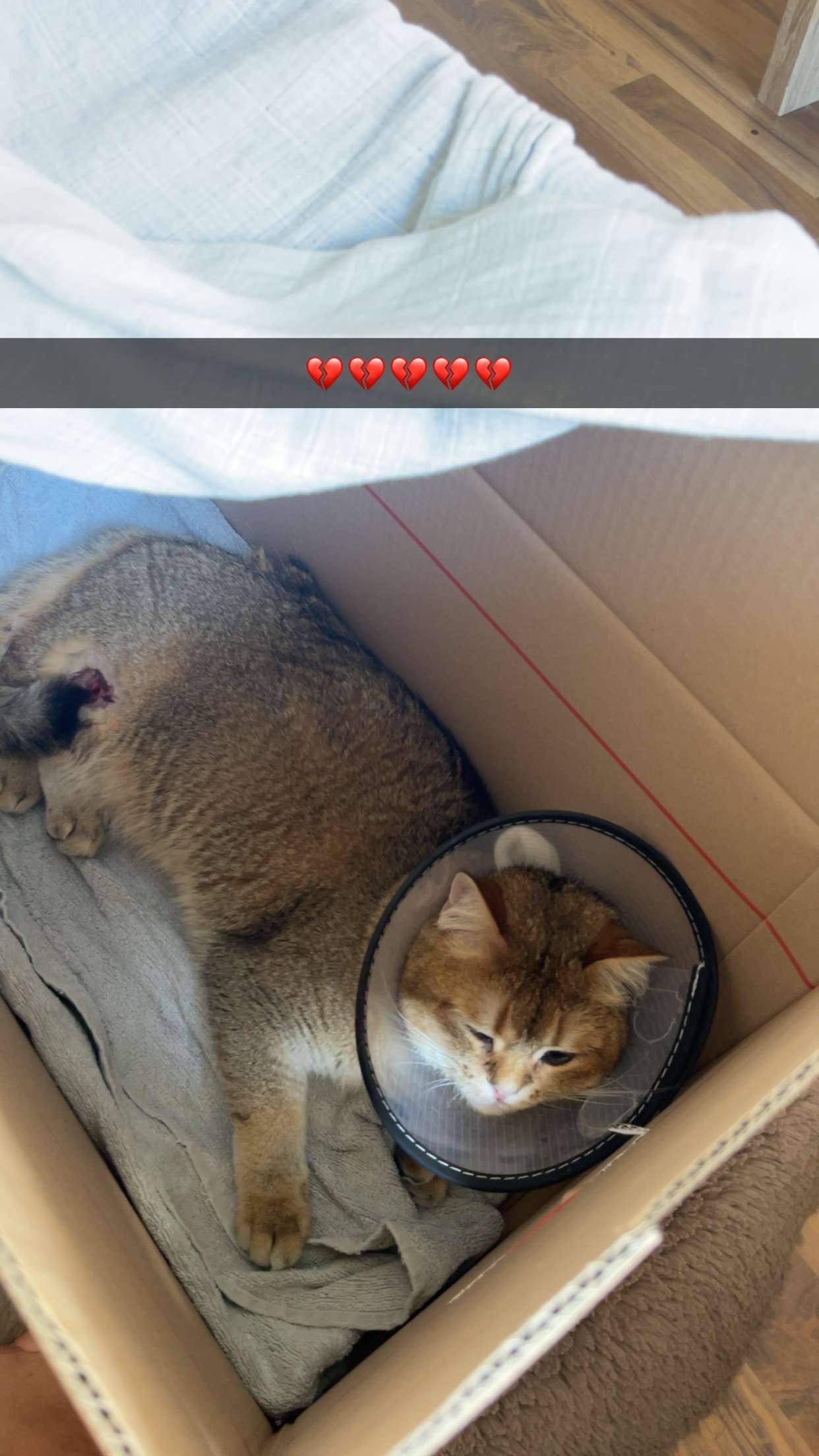 Simba kämpft nach Sturz – er braucht Hilfe campaign photo, 6 of 7