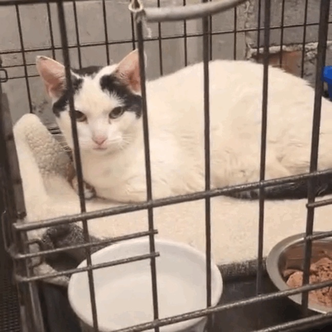 SENIOR CAT ABANDONED OUTSIDE OUR SHELTER! campaign photo, 5 of 6