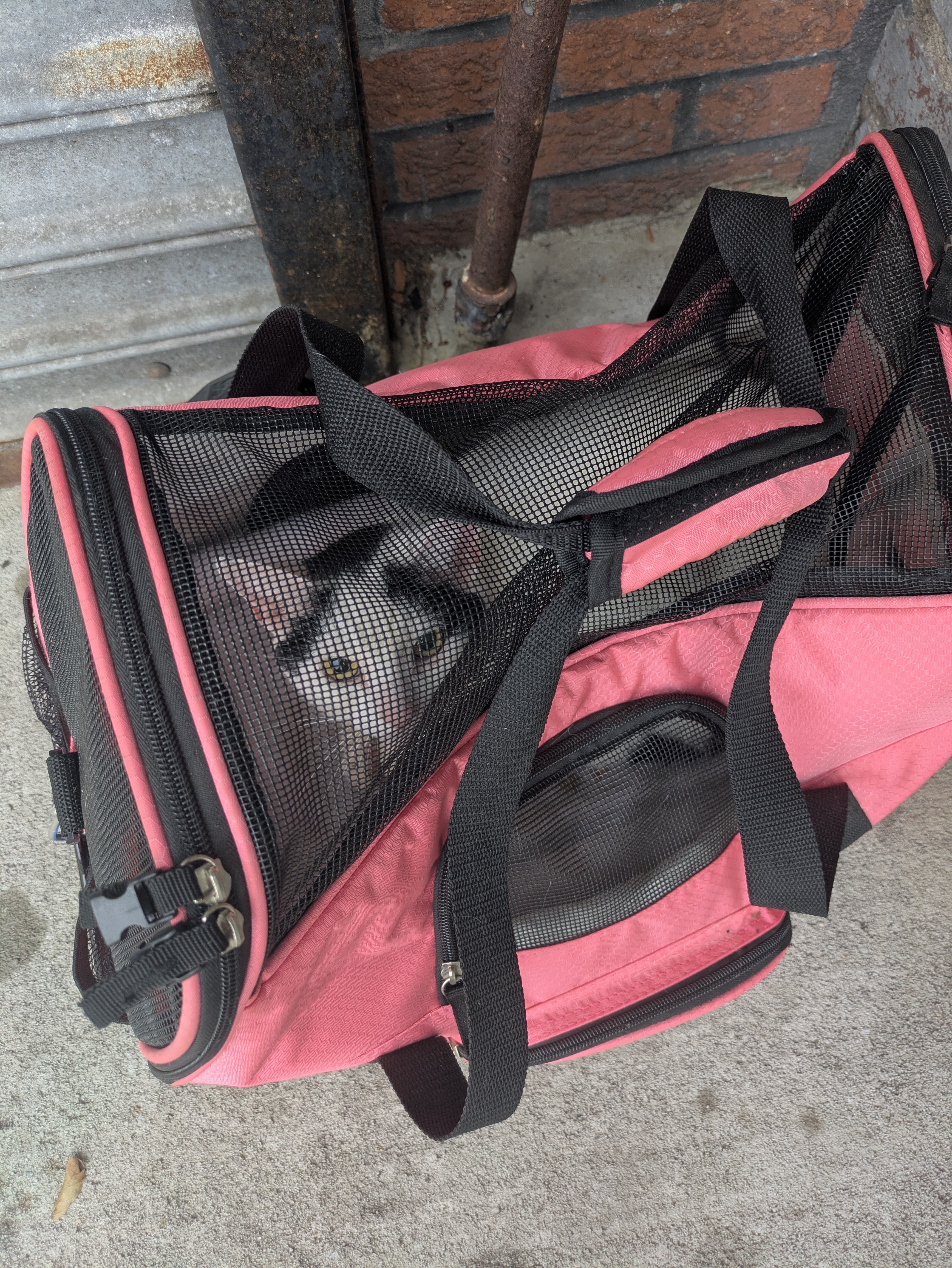 SENIOR CAT ABANDONED OUTSIDE OUR SHELTER! campaign photo, 4 of 6