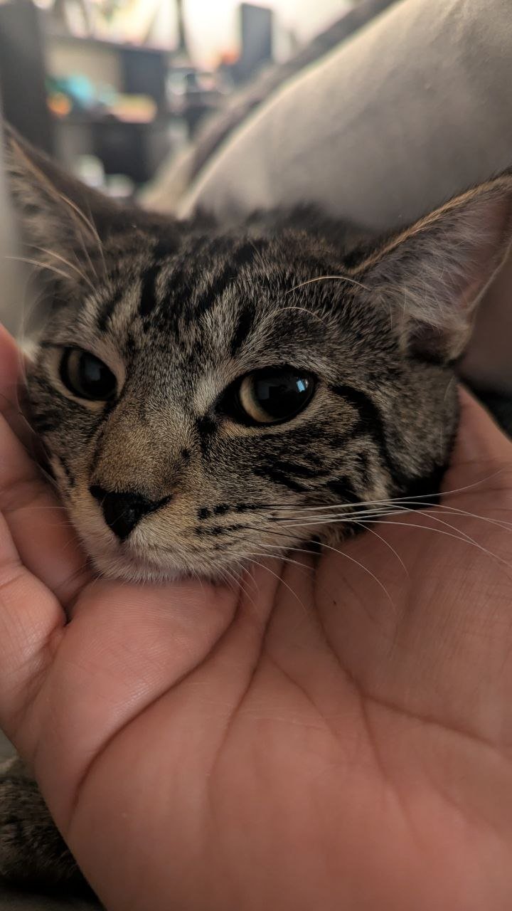 Mafdet’s Surgery Recovery and Vet Bills campaign photo, 2 of 5