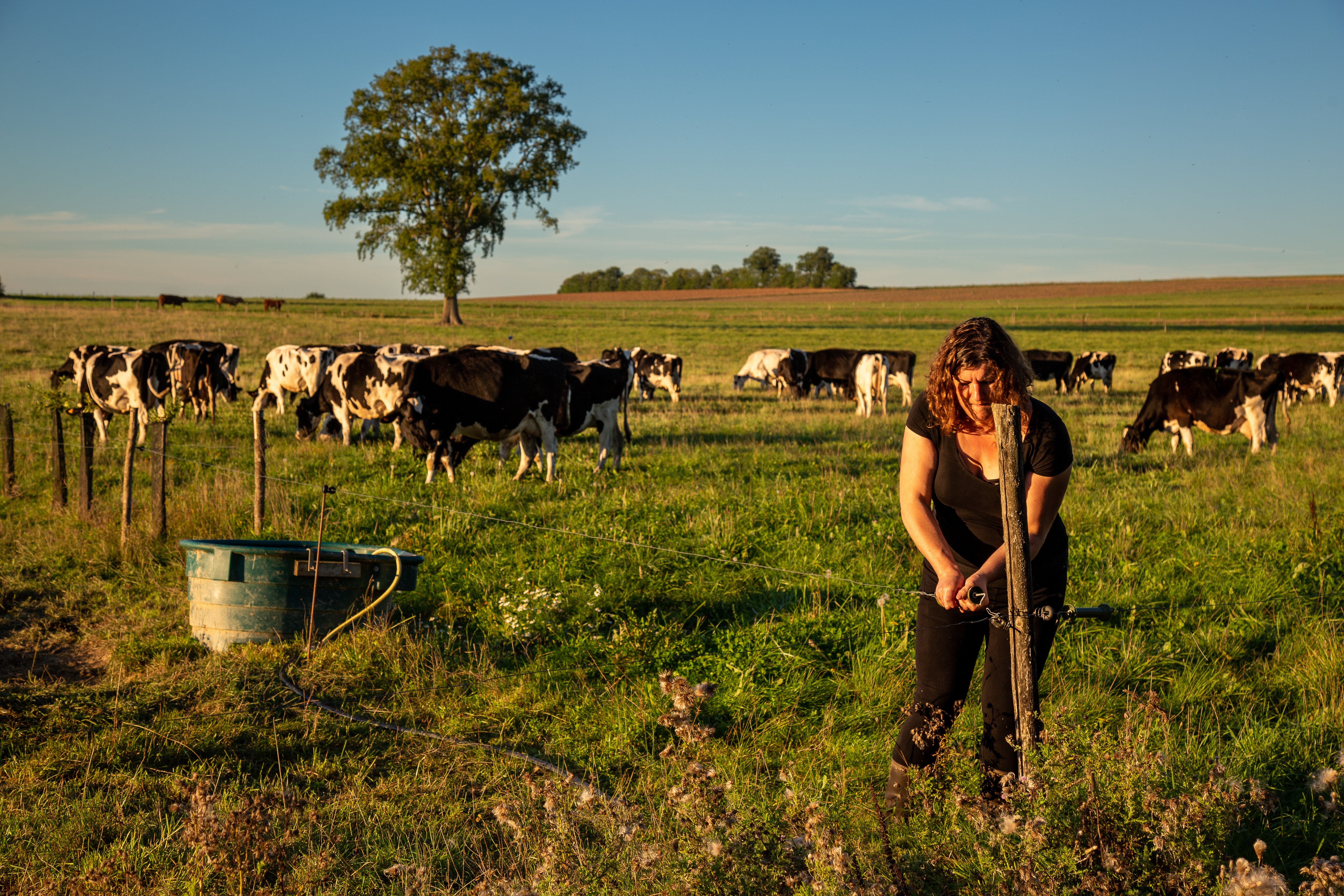 Sauver une ferme laitière en Agriculture Biologique campaign photo, 2 of 8
