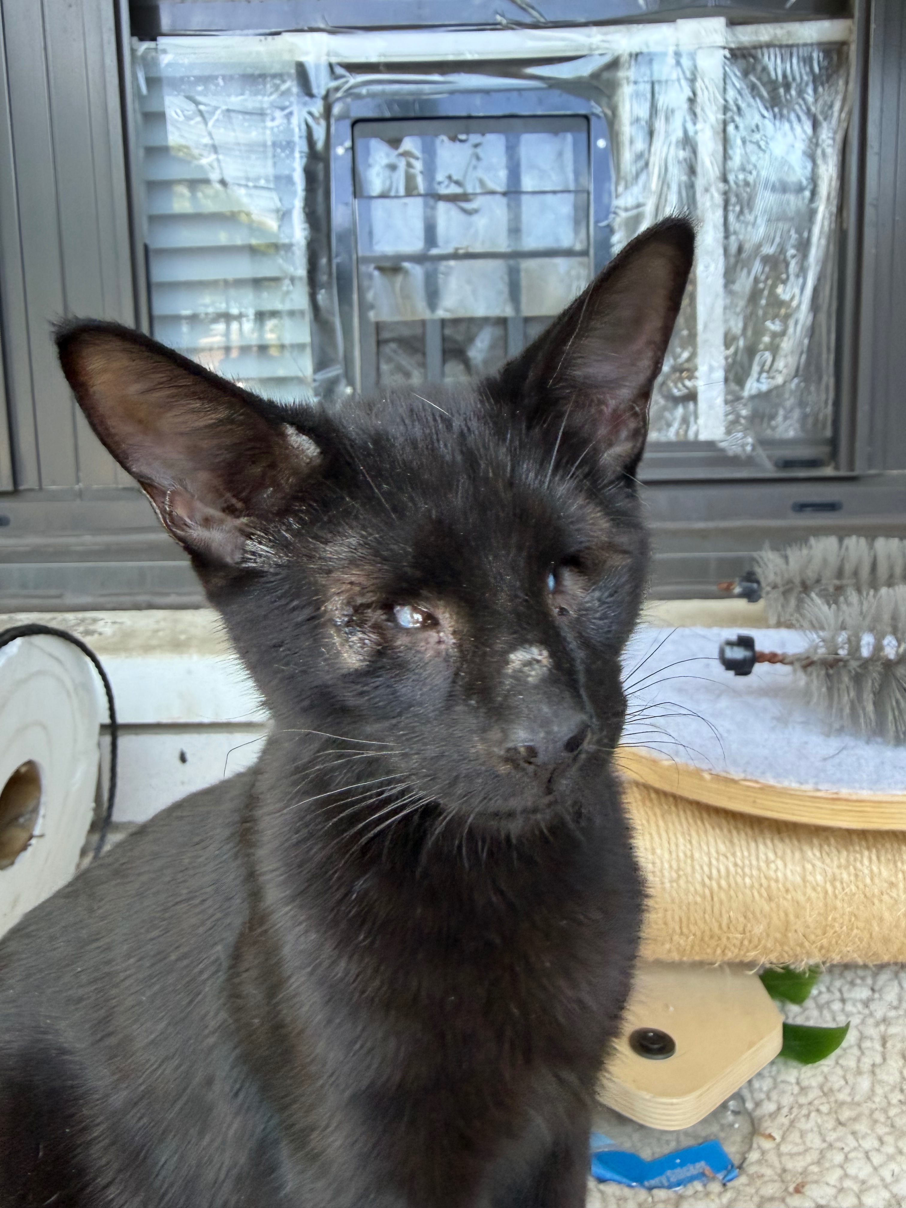 Help Blind Kittens Onyx, Ruby & Jade Get Surgery campaign photo, 7 of 8