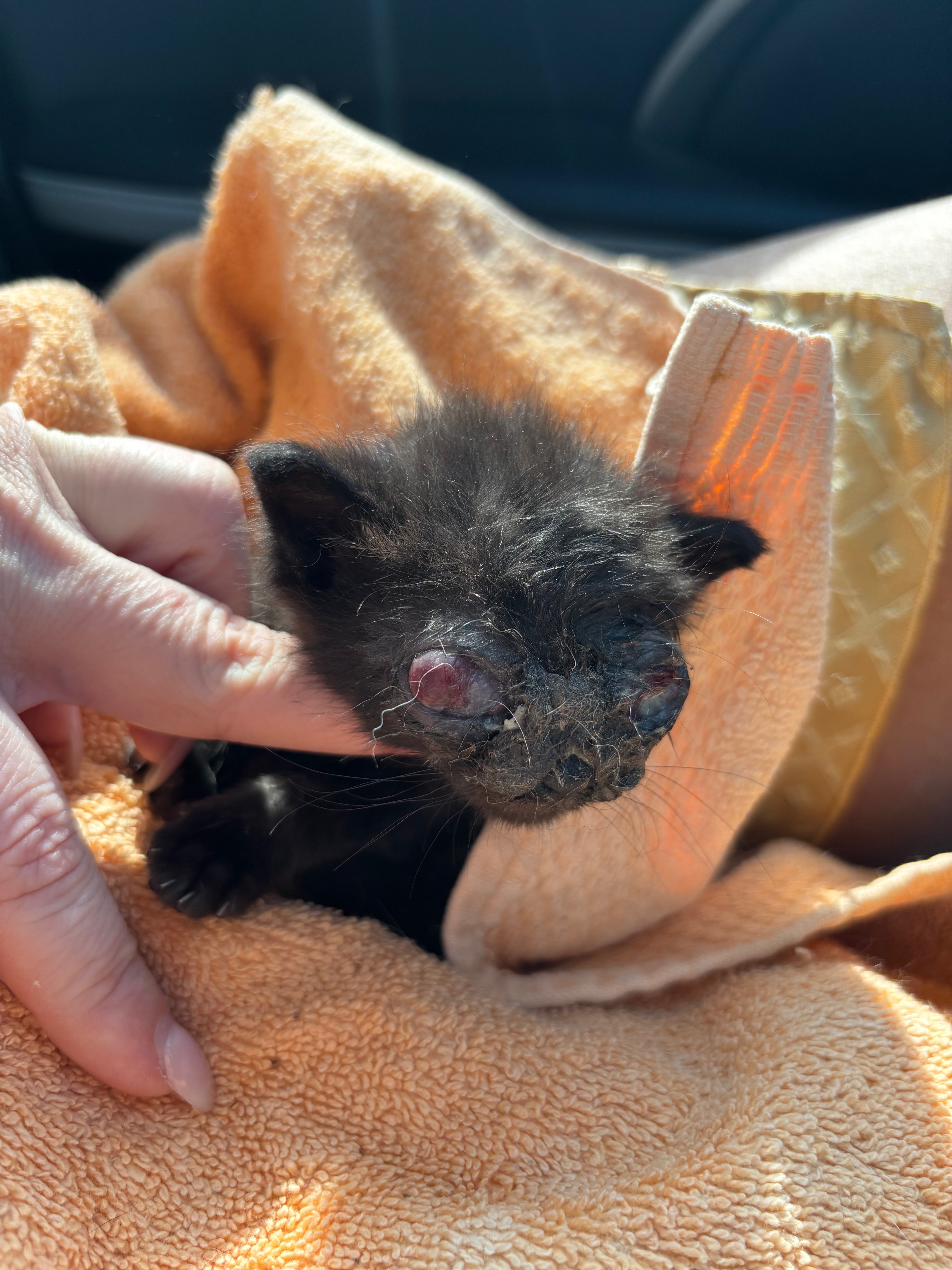Help Blind Kittens Onyx, Ruby & Jade Get Surgery campaign photo, 2 of 8
