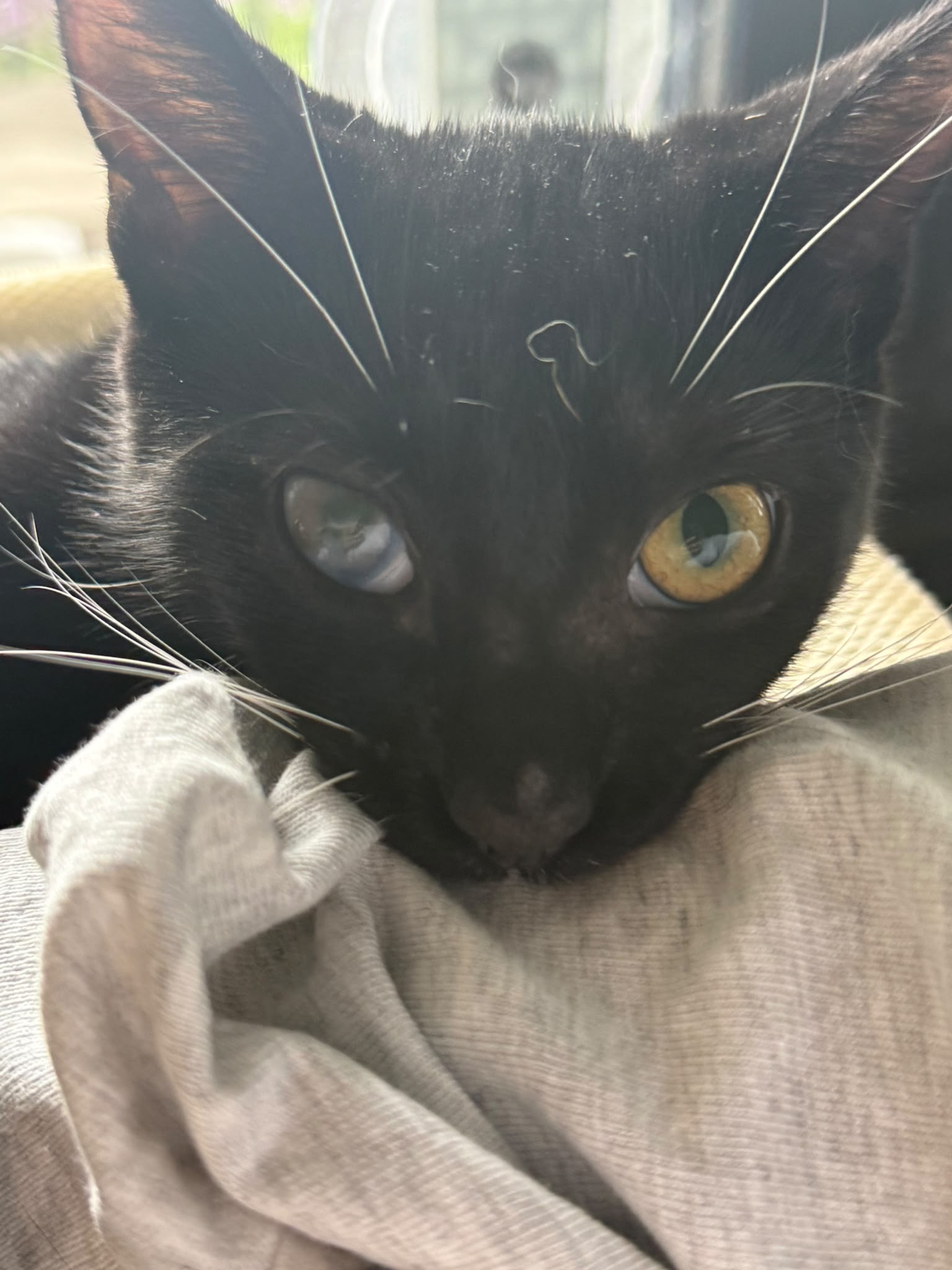 Help Blind Kittens Onyx, Ruby & Jade Get Surgery campaign photo, 4 of 8