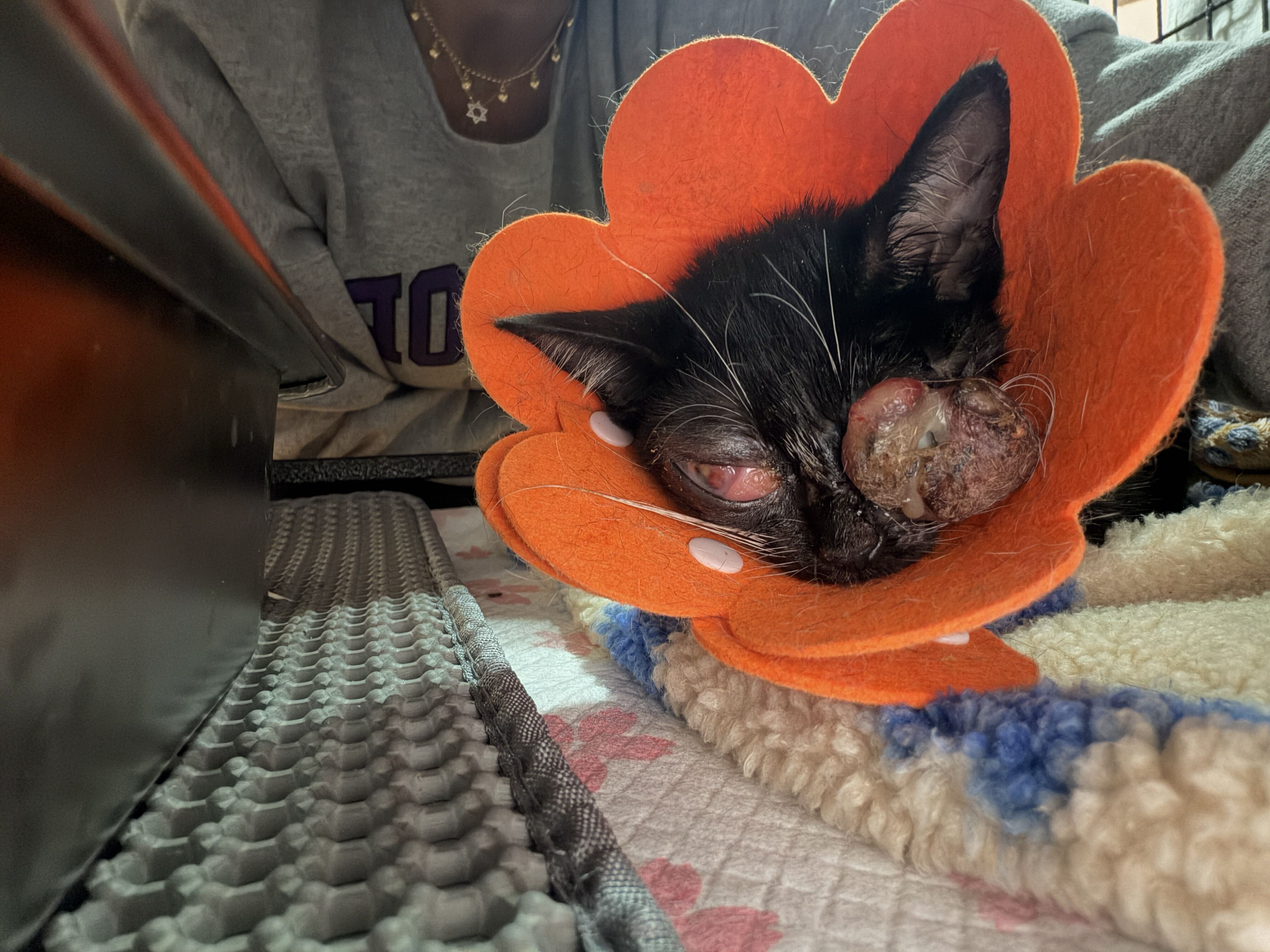 Help Blind Kittens Onyx, Ruby & Jade Get Surgery campaign photo, 5 of 8