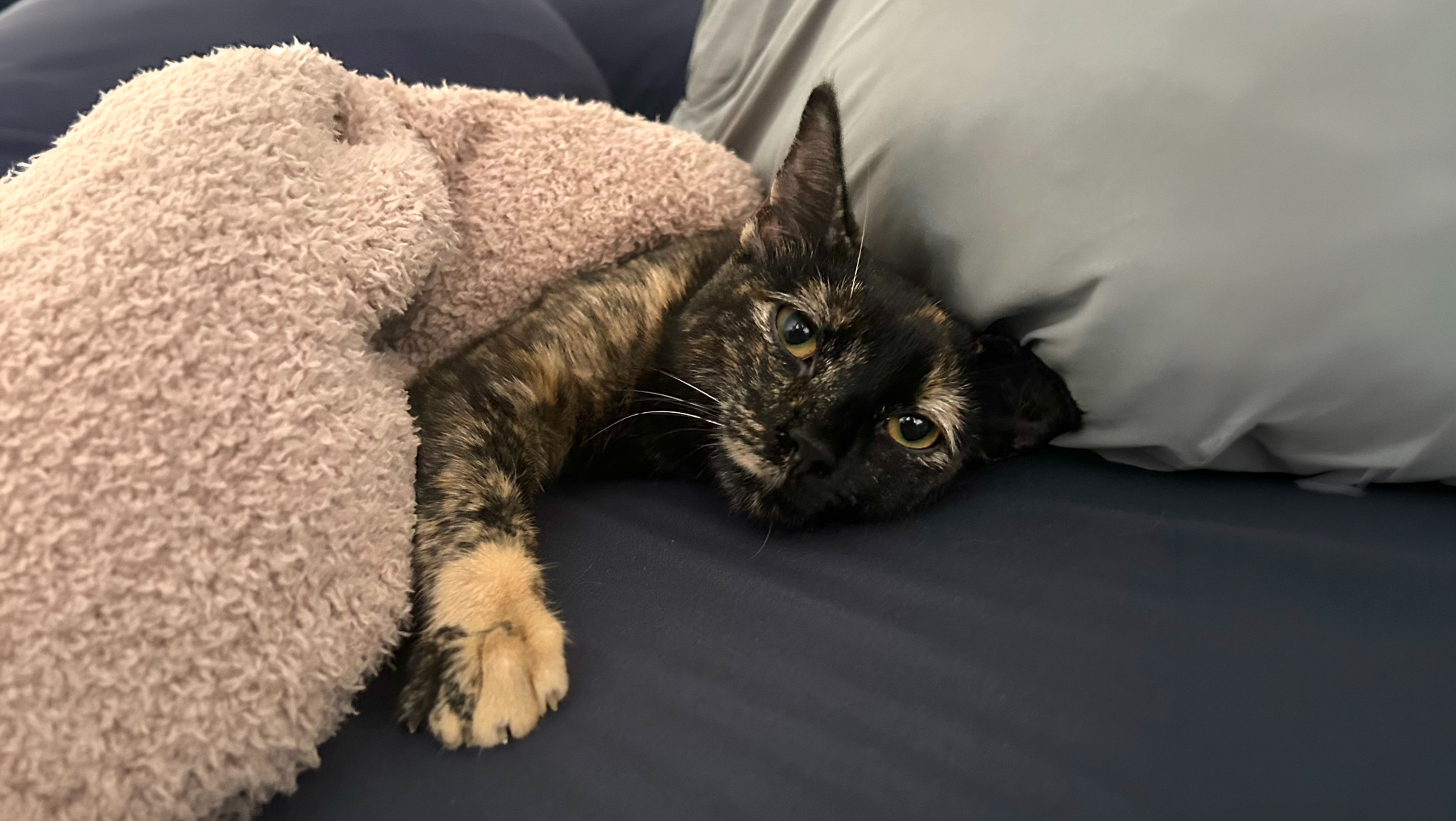 Help My Cat Smudge Fight Panleukopenia (FPV) campaign photo, 6 of 7