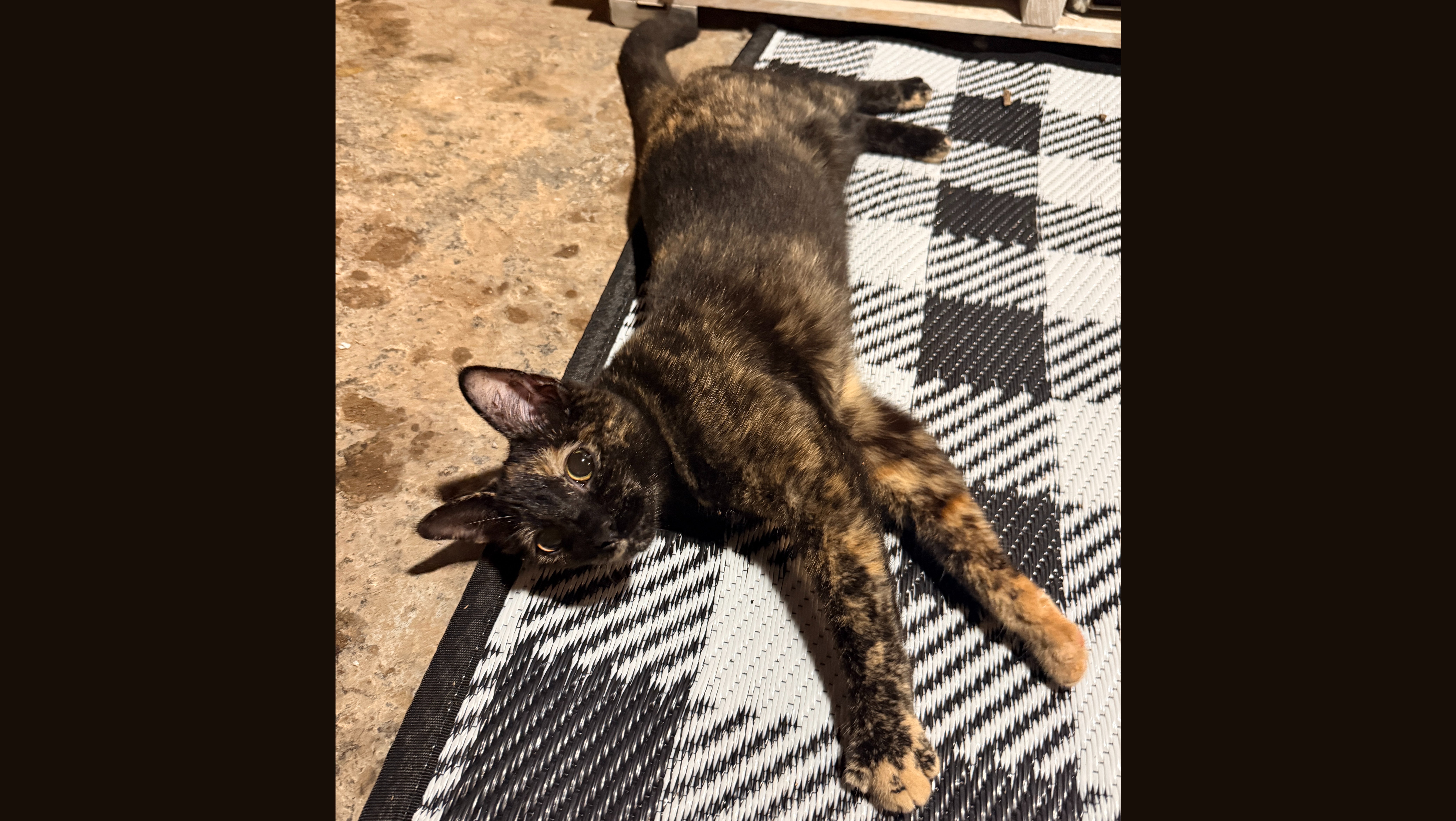 Help My Cat Smudge Fight Panleukopenia (FPV) campaign photo, 2 of 7