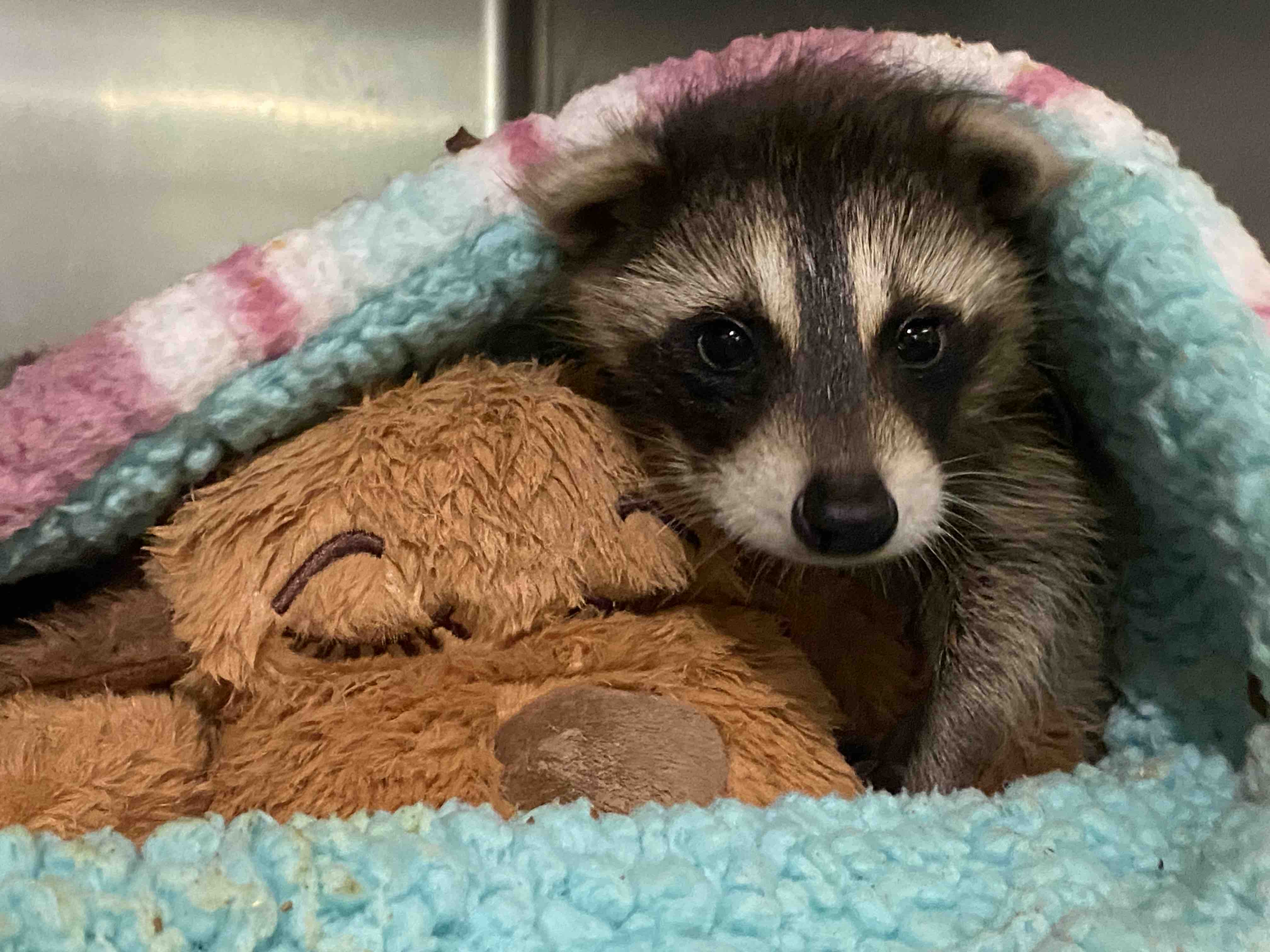 Help Us Repair Our Home & Continue Caring for Wildlife campaign photo, 4 of 11