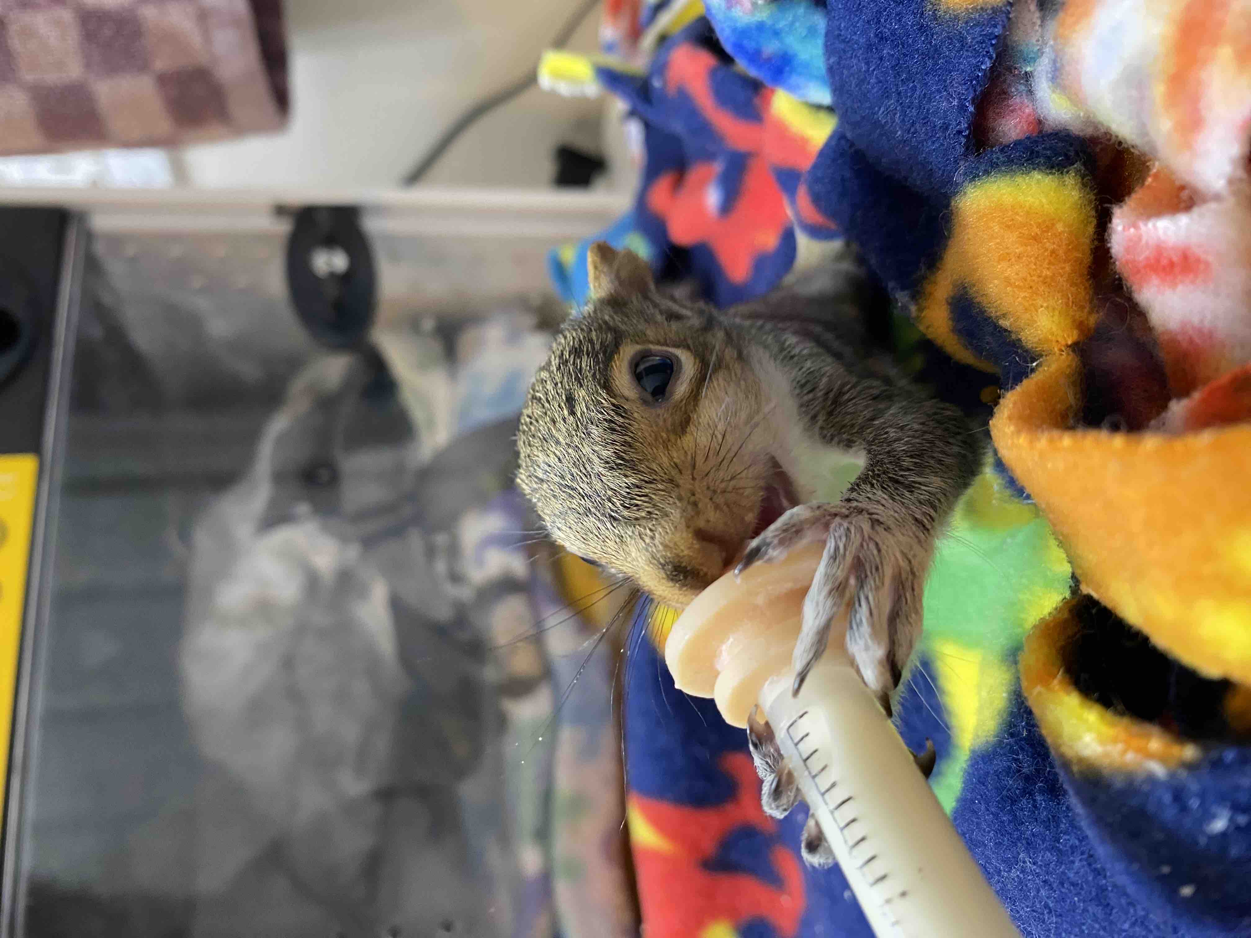 Help Us Repair Our Home & Continue Caring for Wildlife campaign photo, 6 of 11