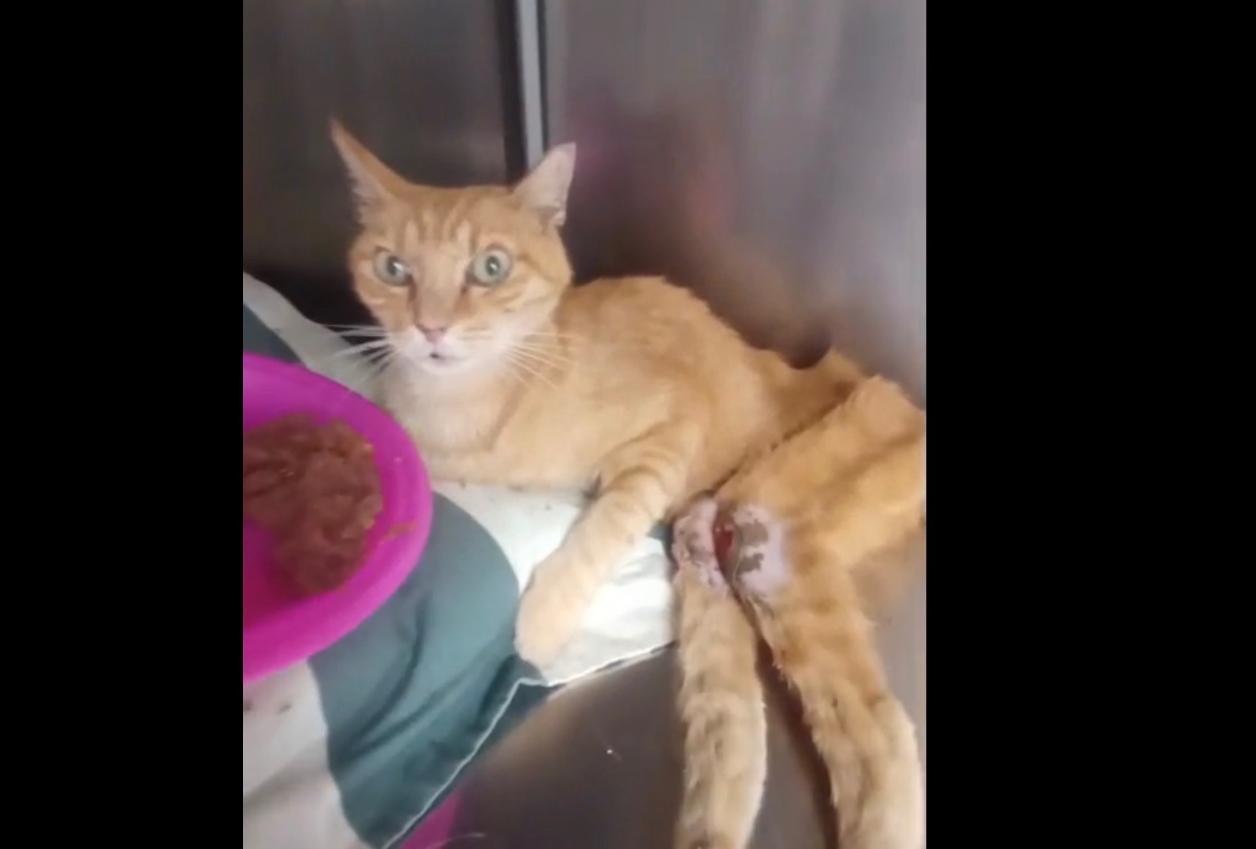 Aiutiamo Garfield a trovare il suo posto nel mondo campaign photo, 4 of 5