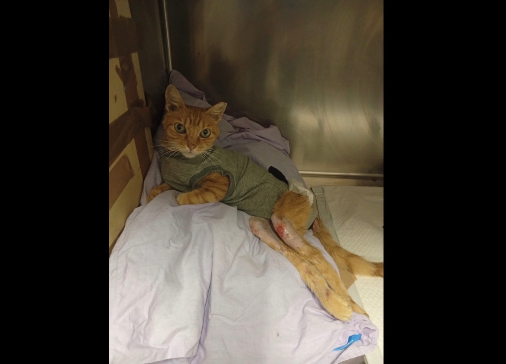 Aiutiamo Garfield a trovare il suo posto nel mondo campaign photo, 2 of 5