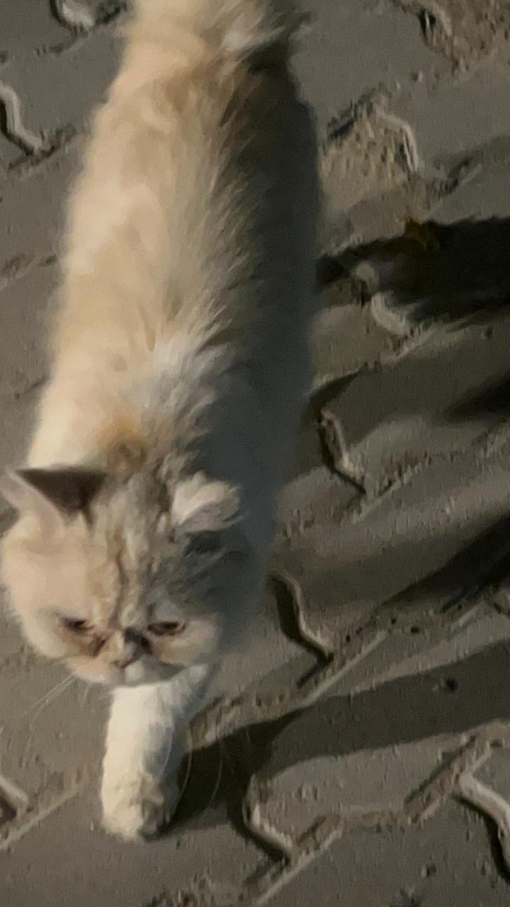 Help Moshi Make His Final Journey Home to the UK campaign photo, 2 of 8