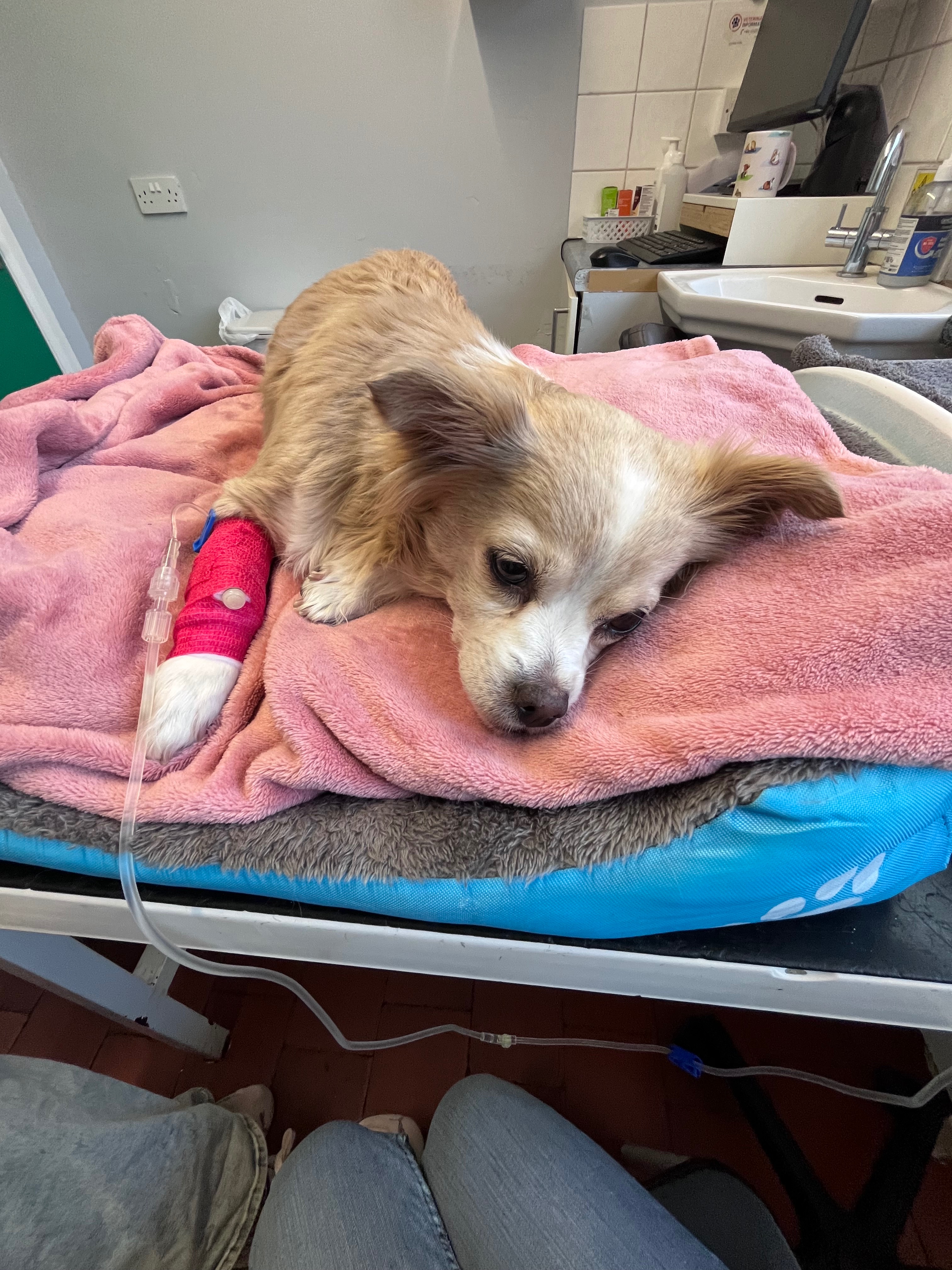 Help us give Nala a fighting Chance campaign photo, 4 of 10